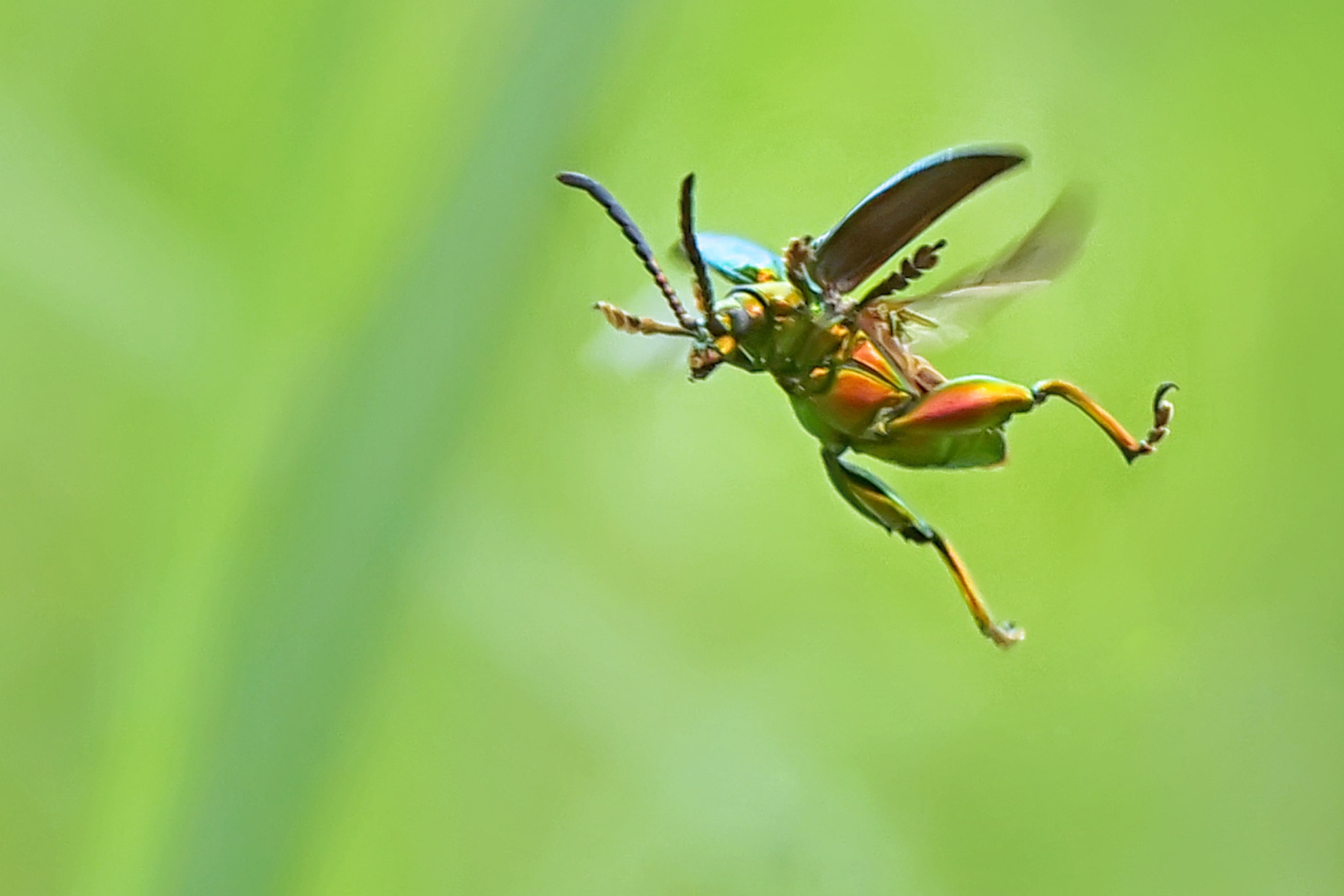 Nikon D750 + Sigma 50mm F2.8 EX DG Macro sample photo. Go a head jump... photography