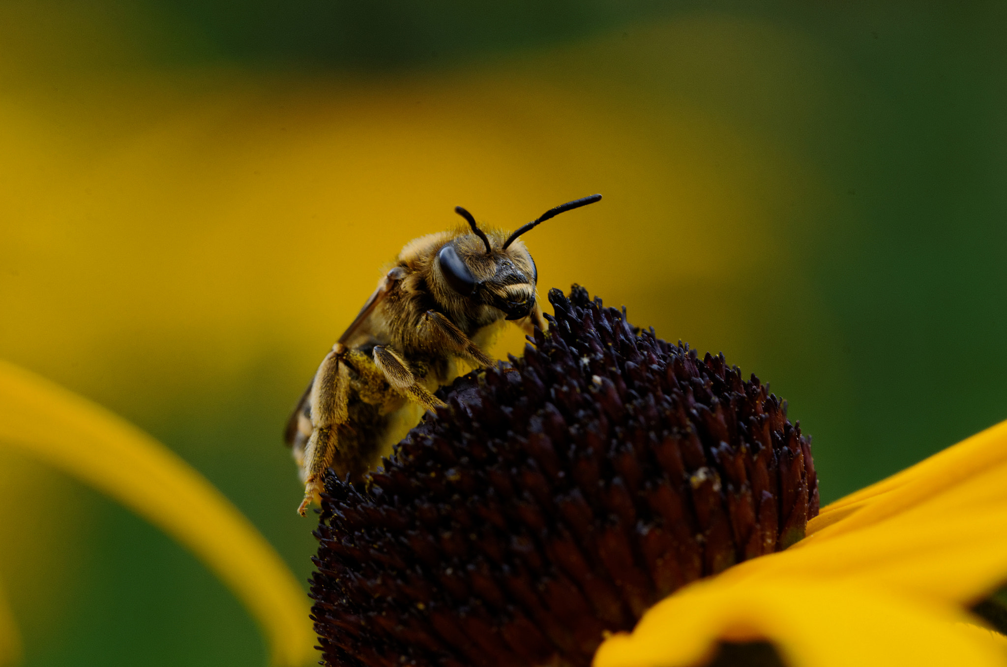 Nikon D7000 + Sigma 150mm F2.8 EX DG OS Macro HSM sample photo. Kleine biene photography