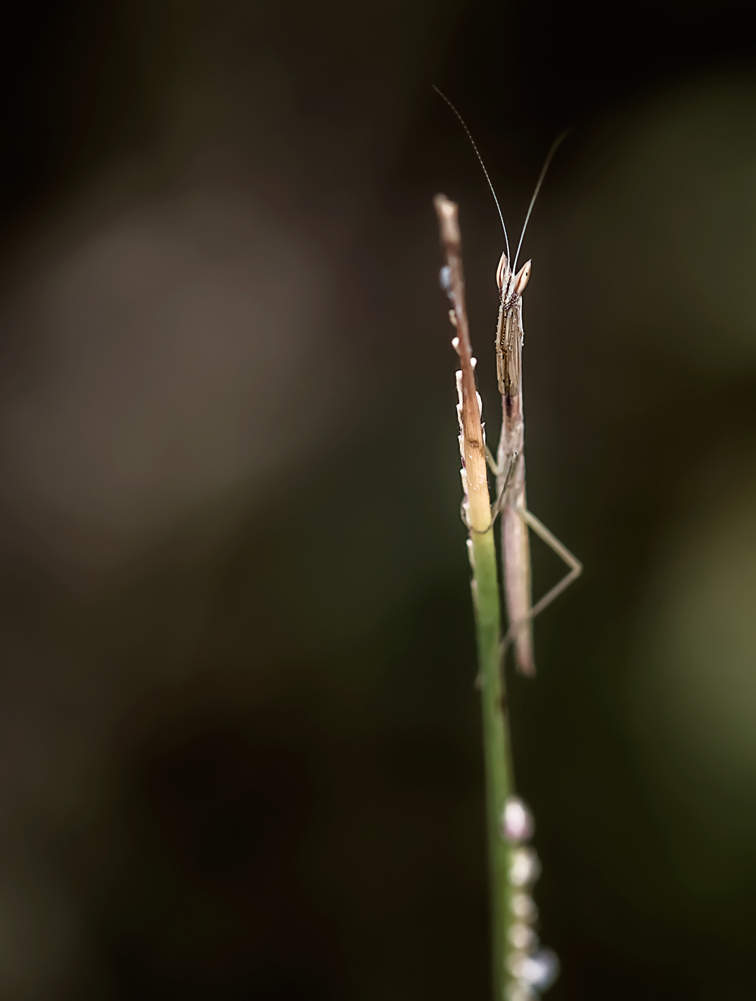 Nikon AF-S Micro-Nikkor 105mm F2.8G IF-ED VR sample photo. Spotcha!!! photography