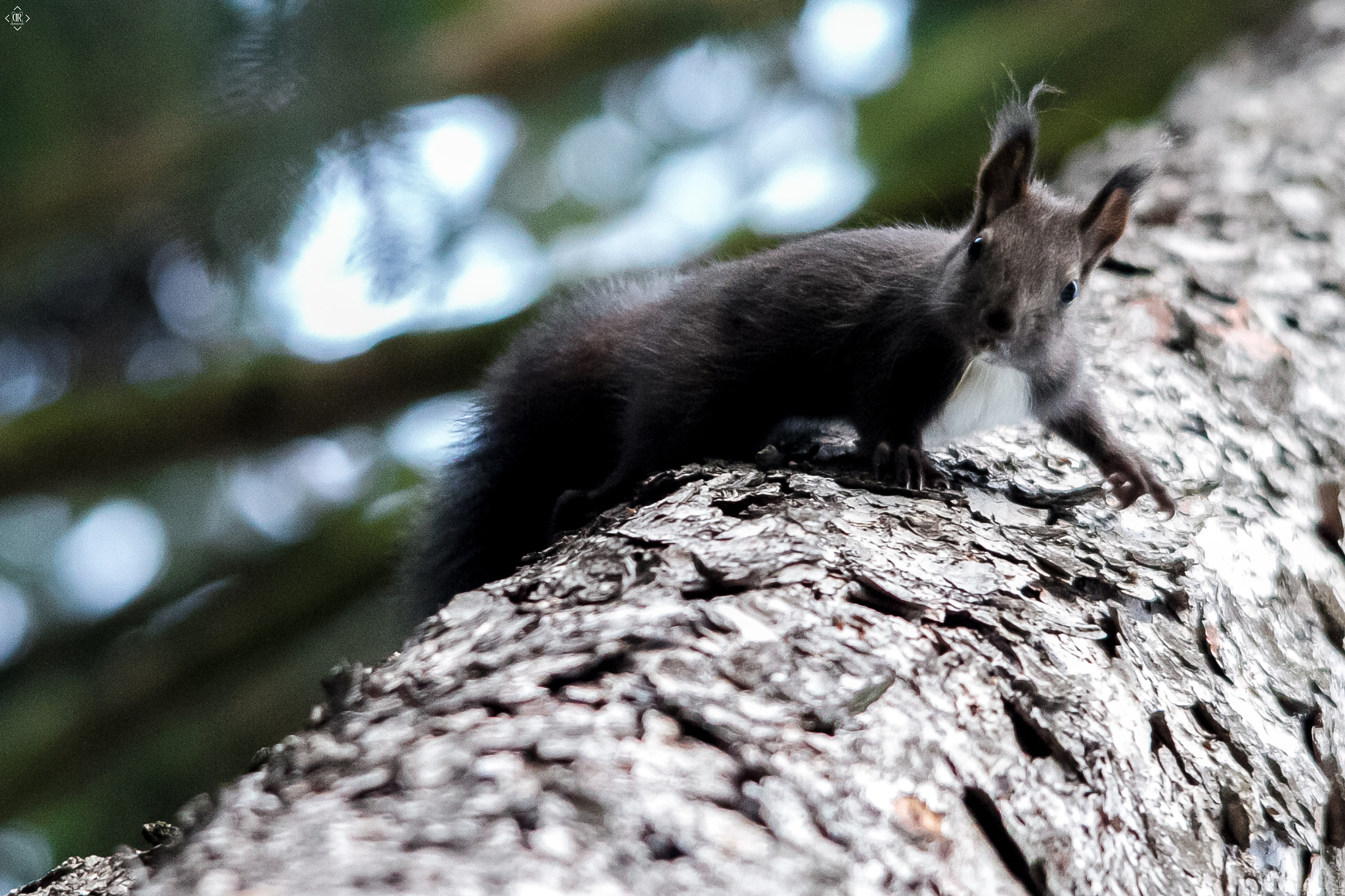 Sigma 150-500mm F5-6.3 DG OS HSM sample photo. Scared photography