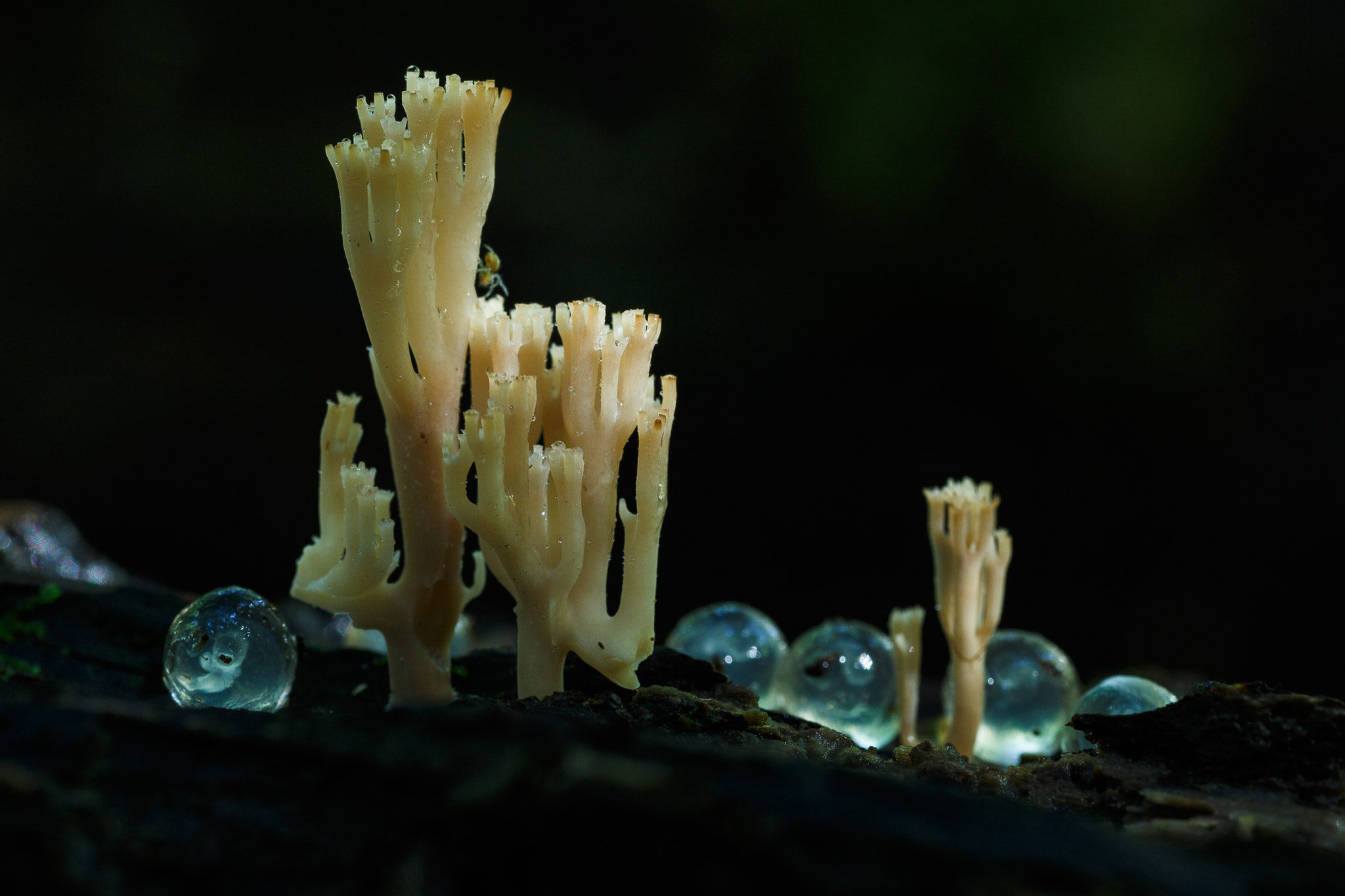 Canon EOS 6D + Tamron SP AF 90mm F2.8 Di Macro sample photo. Artomyces pyxidatus (c) photography