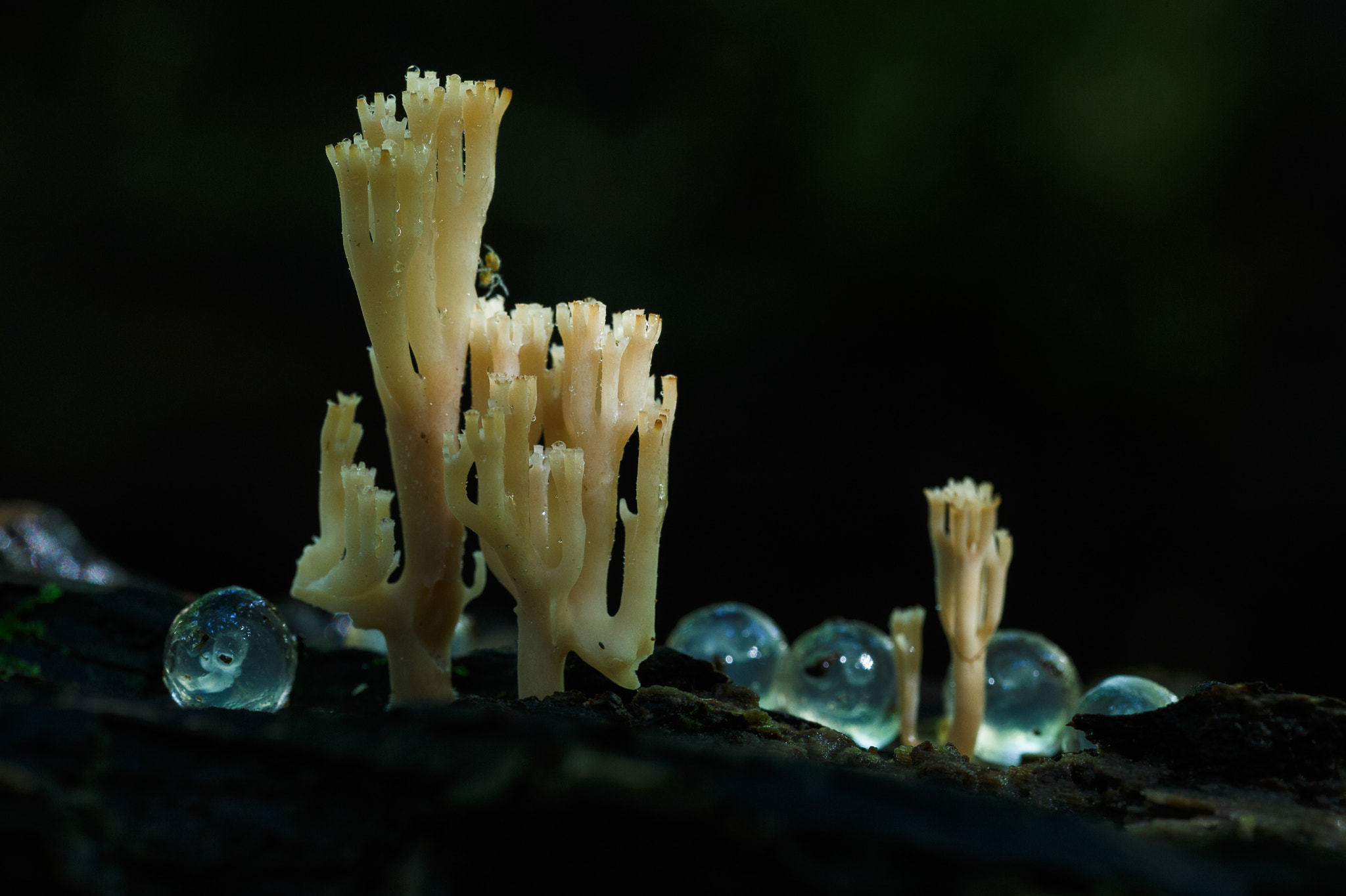 Canon EOS 6D sample photo. Artomyces pyxidatus (c) photography