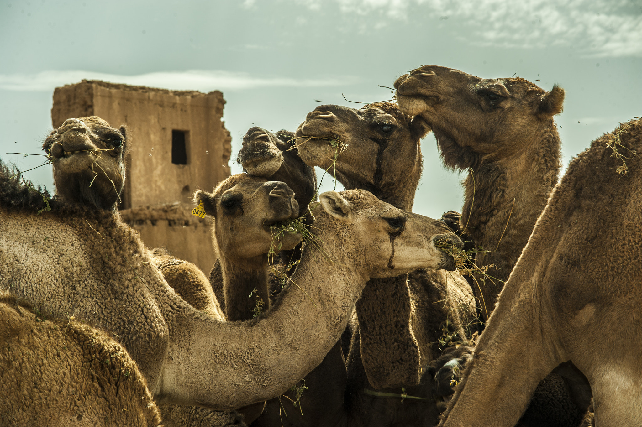 Sigma APO 70-210mm F3.5-4.5 sample photo. Camels in sahara photography