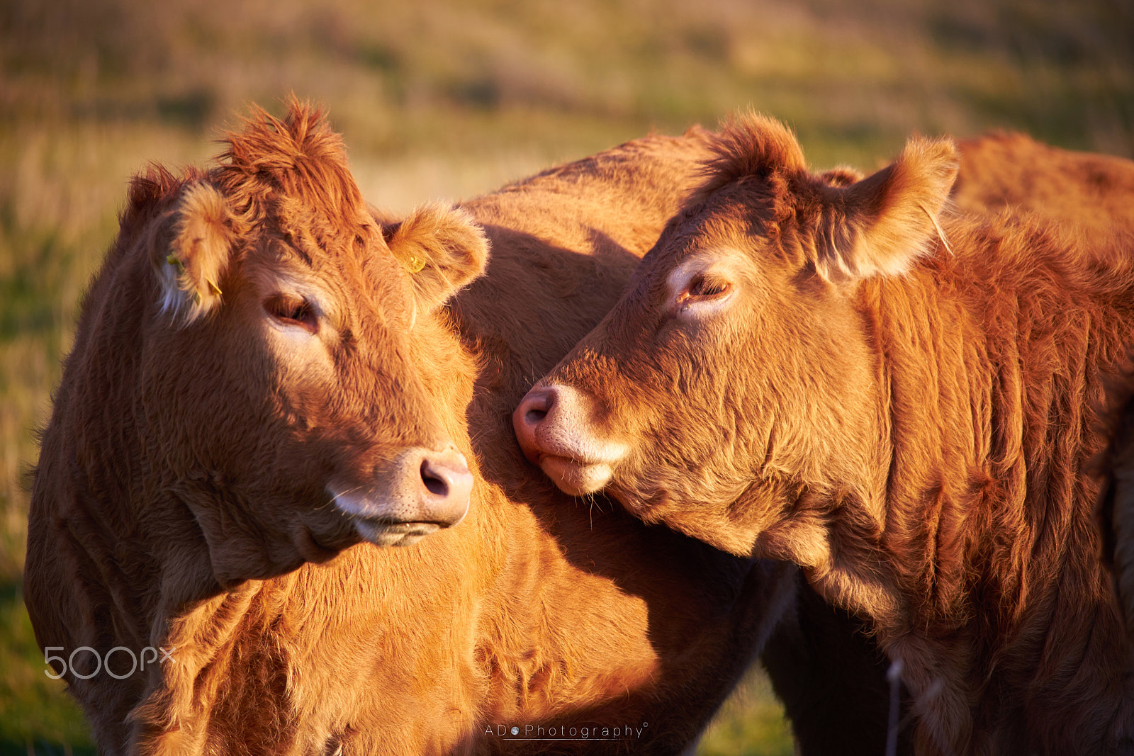 150-500mm F5-6.2 SSM OSS sample photo. Cow cuddle photography