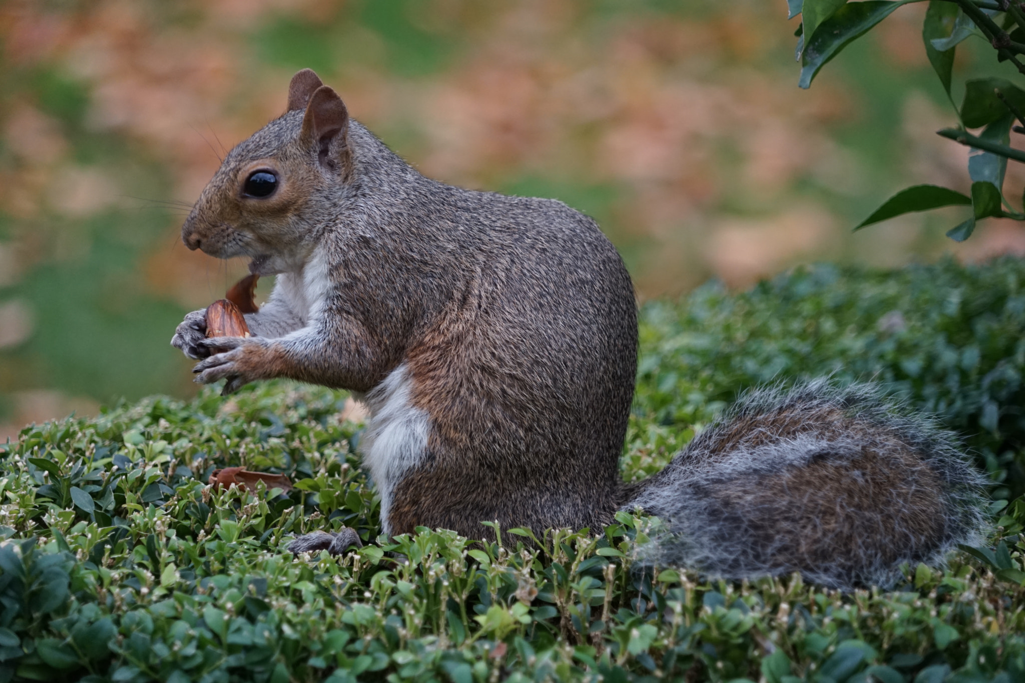 Sony a7 II + Sony FE 24-240mm F3.5-6.3 OSS sample photo. Eichhörnchen photography