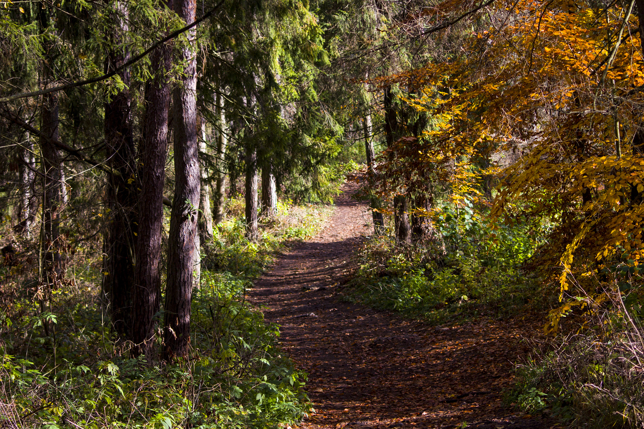 Sigma 70-300mm F4-5.6 APO DG Macro sample photo. Autumn in slovak paradise national park photography