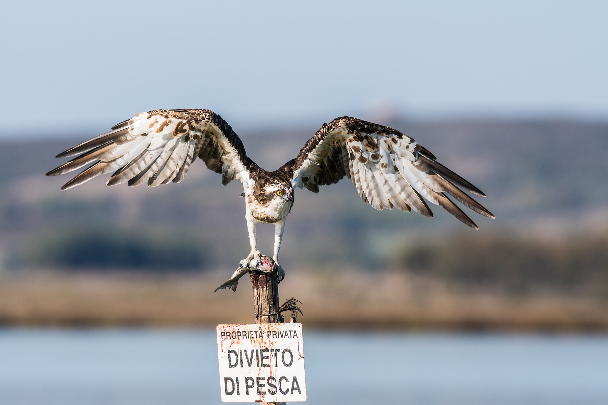 Sony 300mm F2.8 G SSM II sample photo. Fishing ban photography