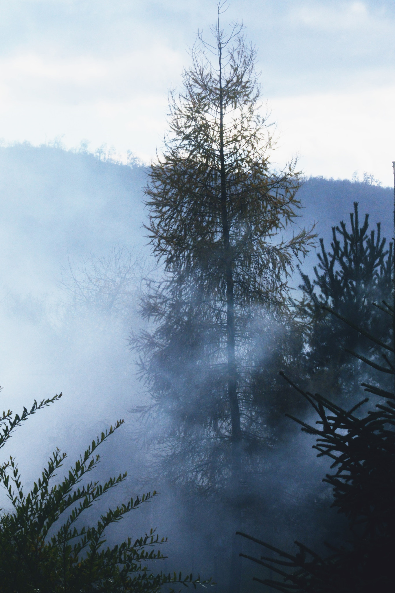 Sigma 70-300mm F4-5.6 APO Macro Super II sample photo. Fog photography