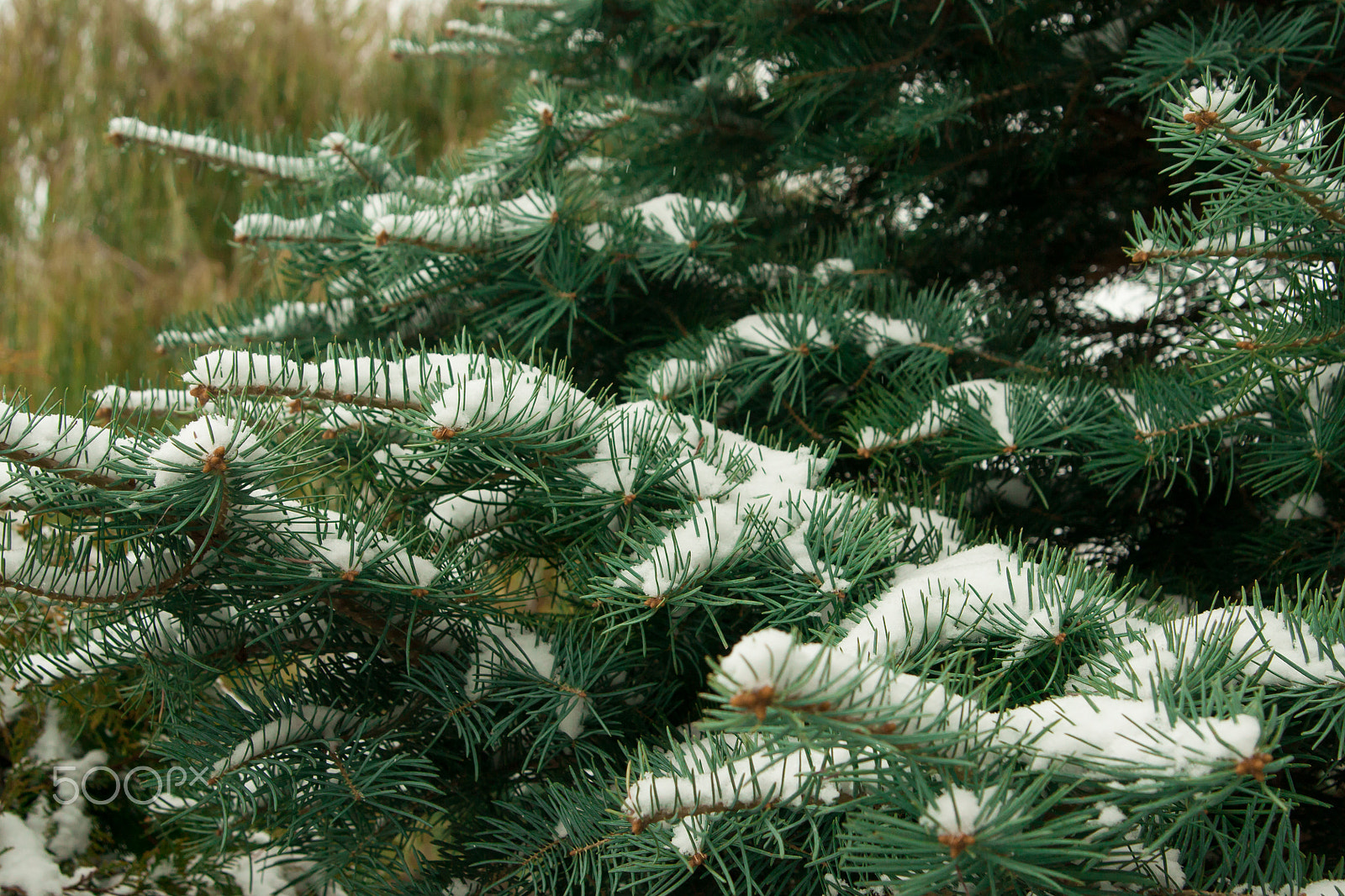 Sony Alpha DSLR-A700 sample photo. Christmas tree branch with snow in forest photography