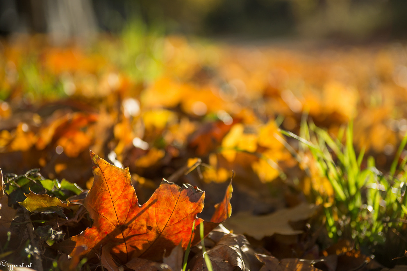 Minolta AF 35-105mm F3.5-4.5 sample photo. Autumn leafs ii photography