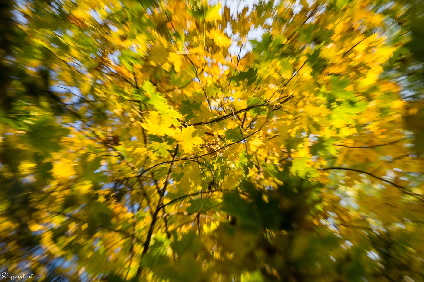Sony a99 II sample photo. Autumn leafs i photography
