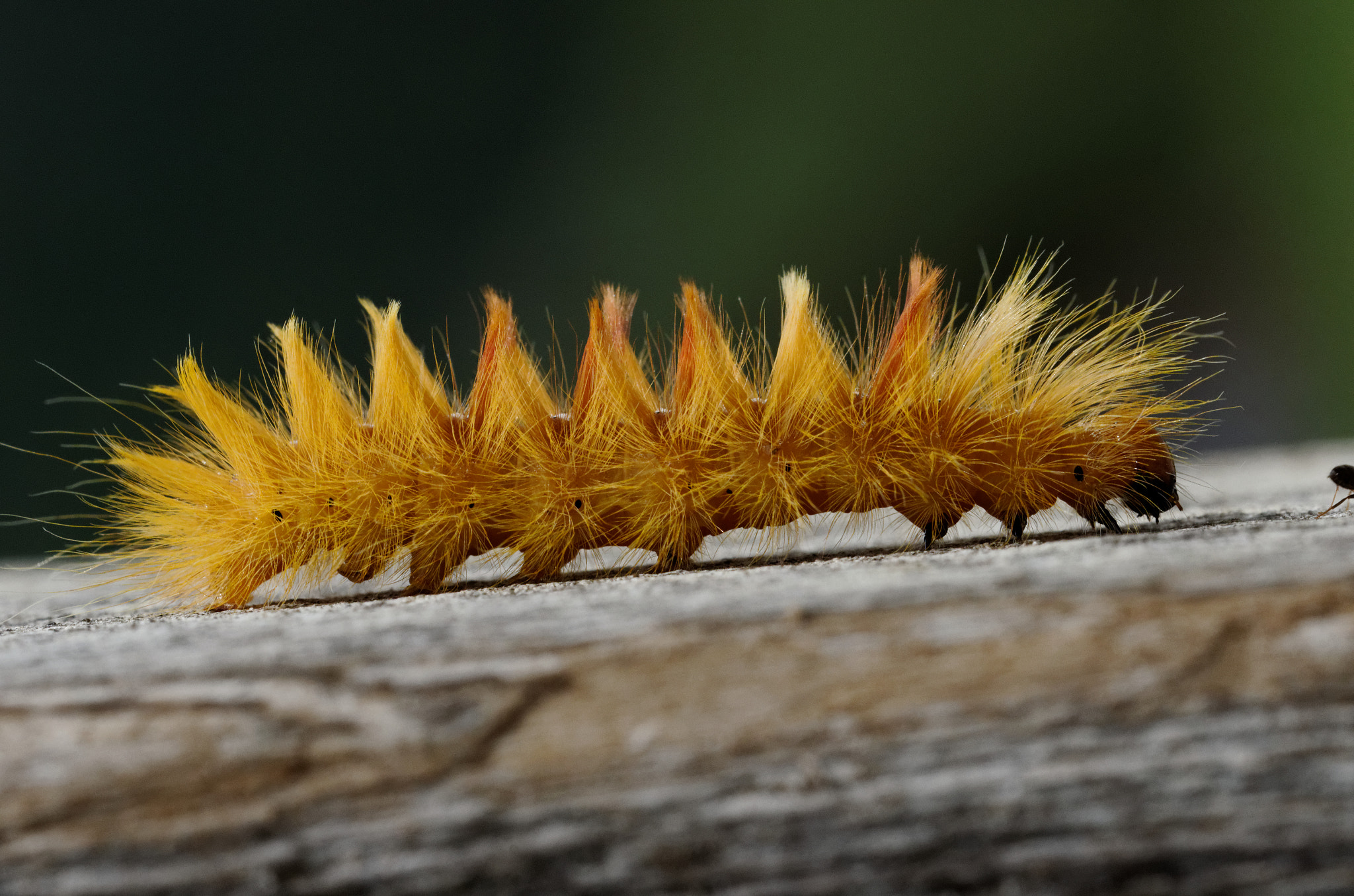 Sigma 150mm F2.8 EX DG OS Macro HSM sample photo. Raupe photography