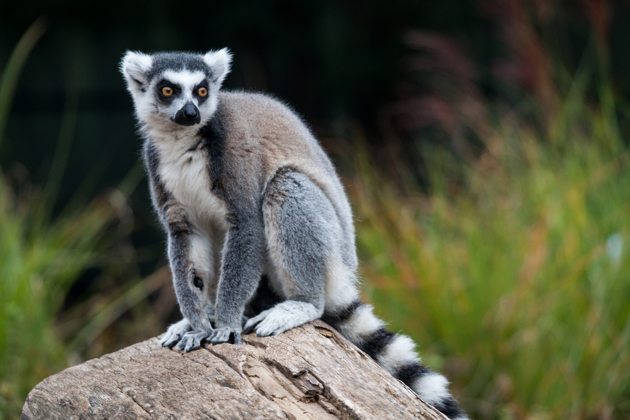 Sigma 150-500mm F5-6.3 DG OS HSM sample photo. Lemur photography