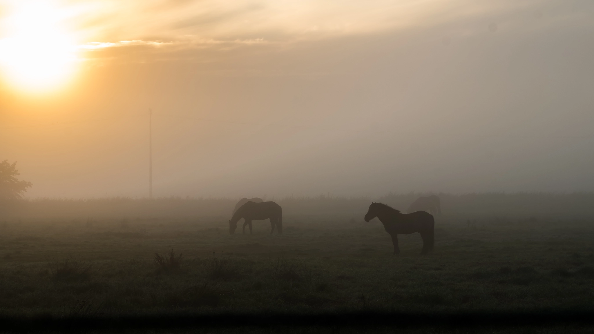 Fujifilm X-Pro1 + Fujifilm XF 90mm F2 R LM WR sample photo. Foggy morning photography