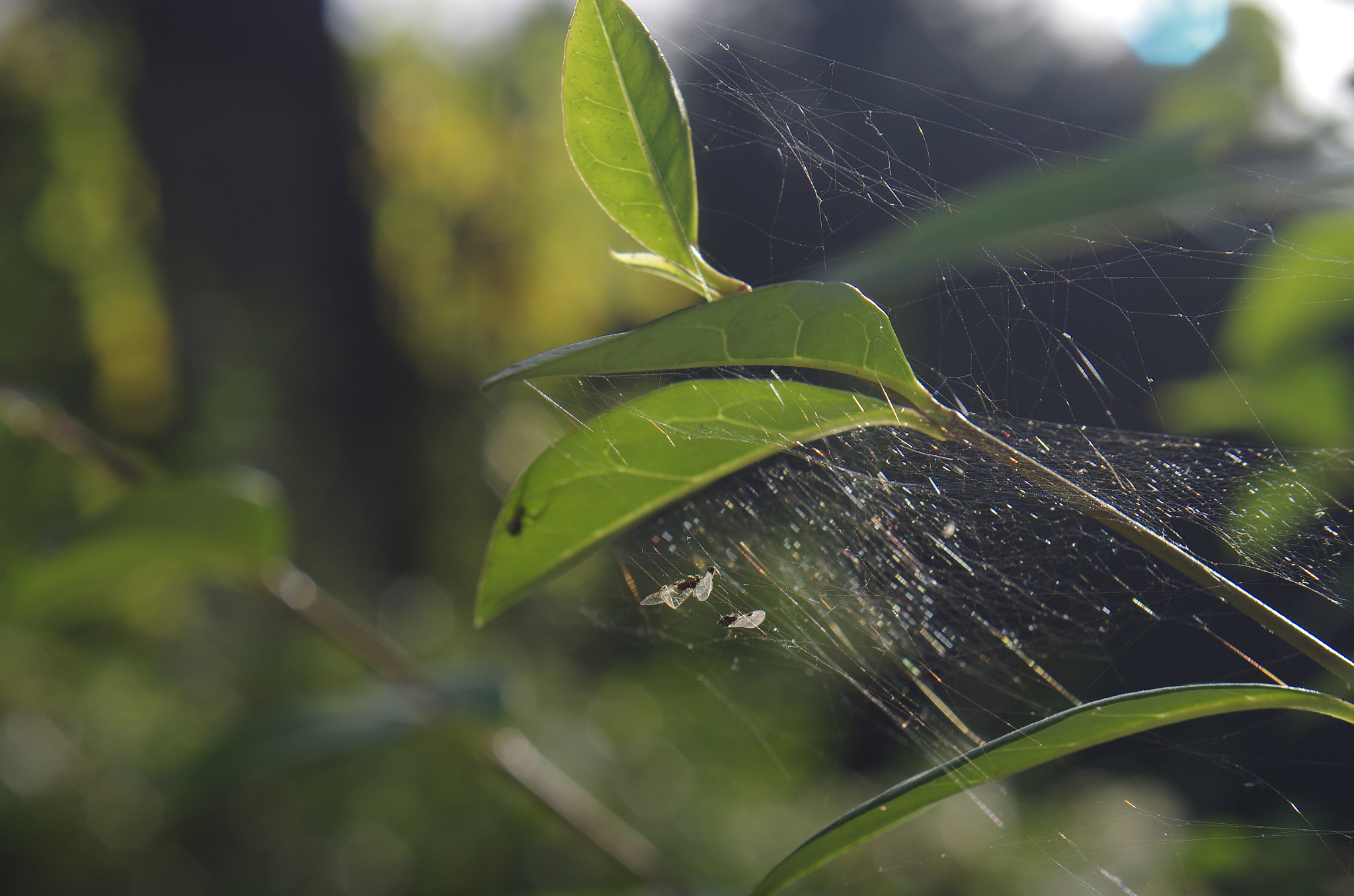 Pentax K-5 II + Pentax smc FA 50mm F1.4 sample photo. Igp photography