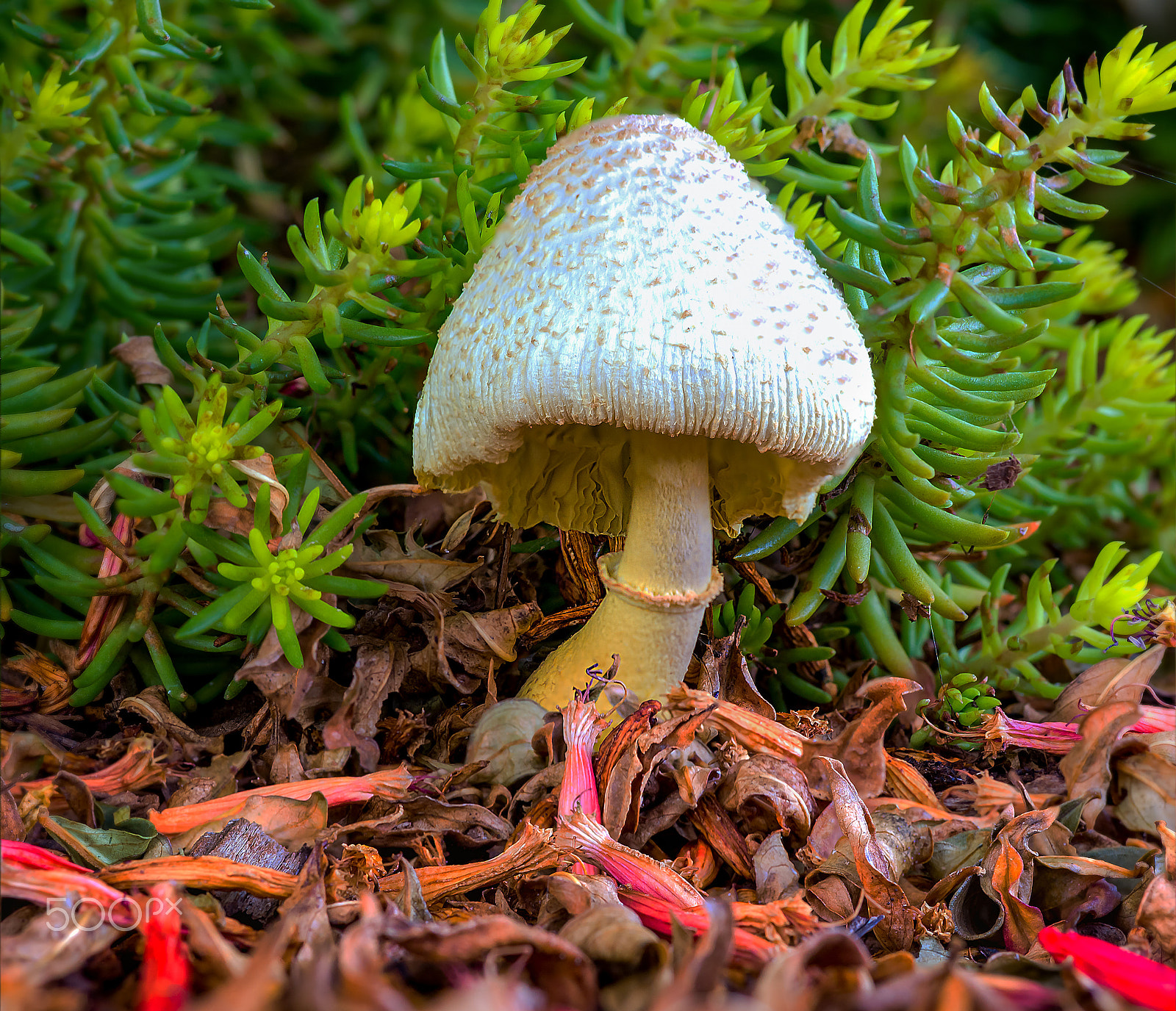 Nikon D610 sample photo. Little toadstool photography