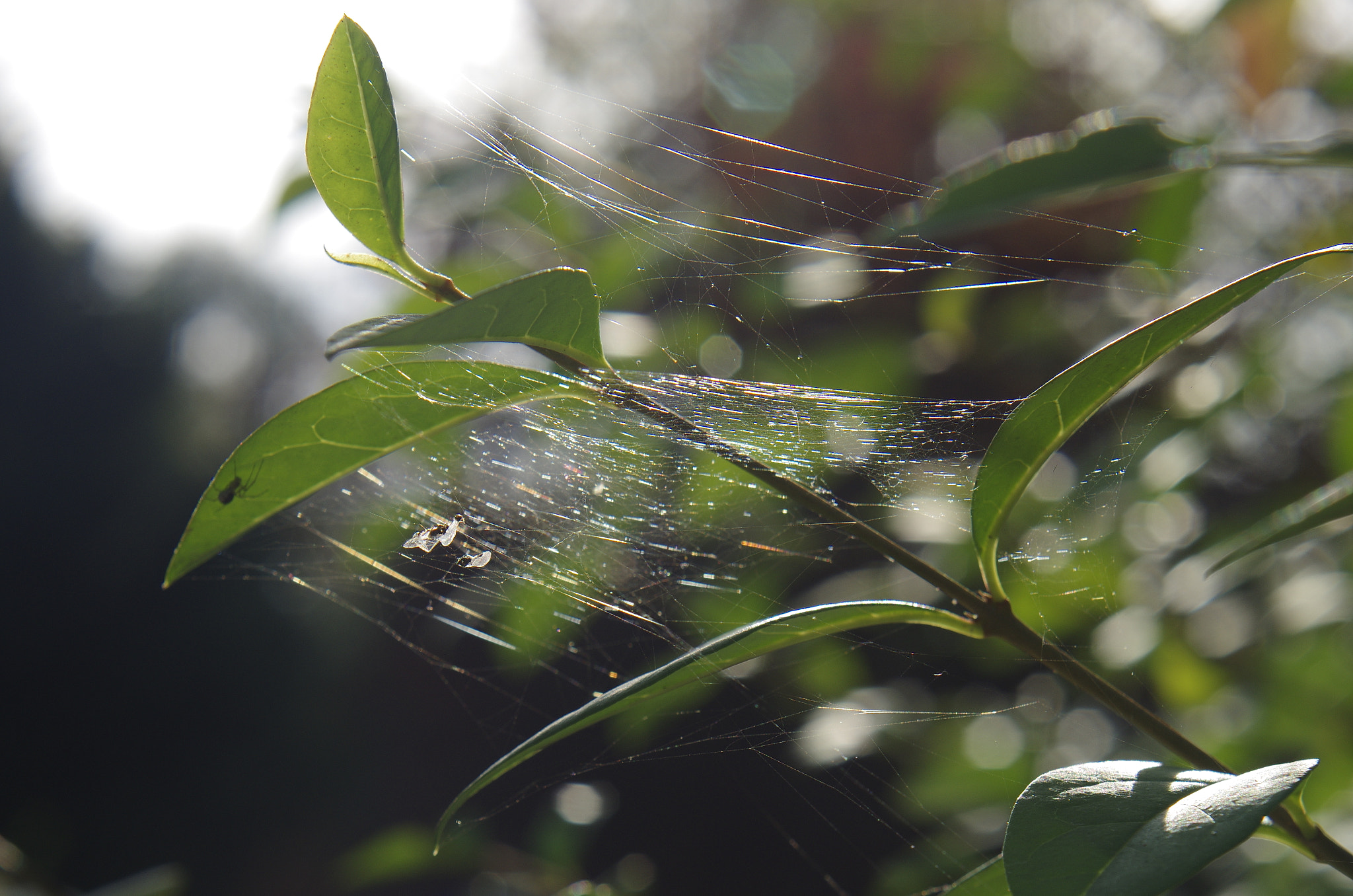 Pentax smc FA 50mm F1.4 sample photo. Igp photography