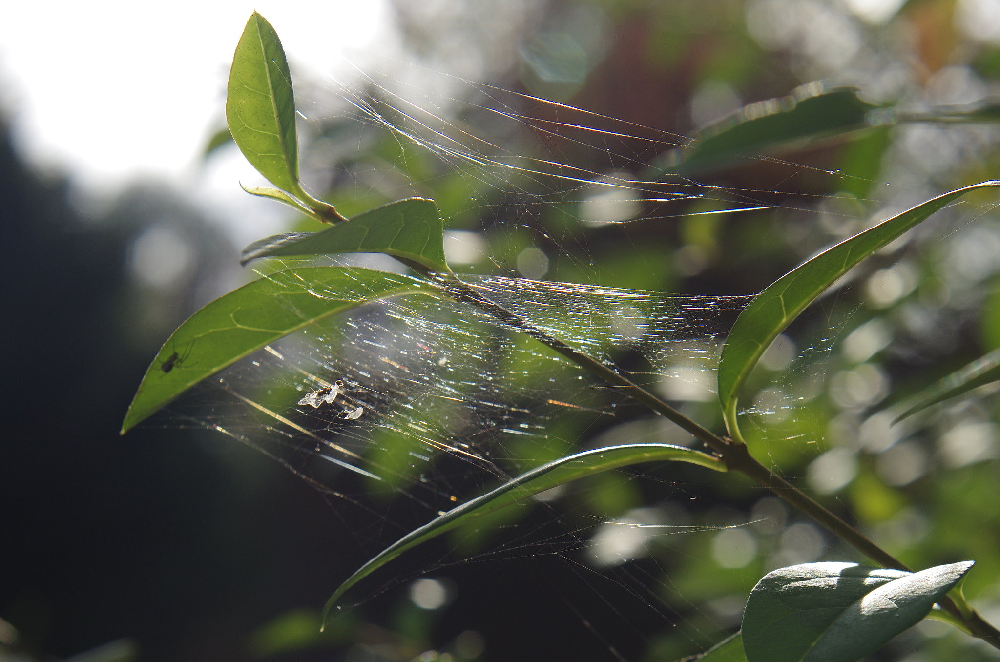 Pentax K-5 II + Pentax smc FA 50mm F1.4 sample photo. Igp photography