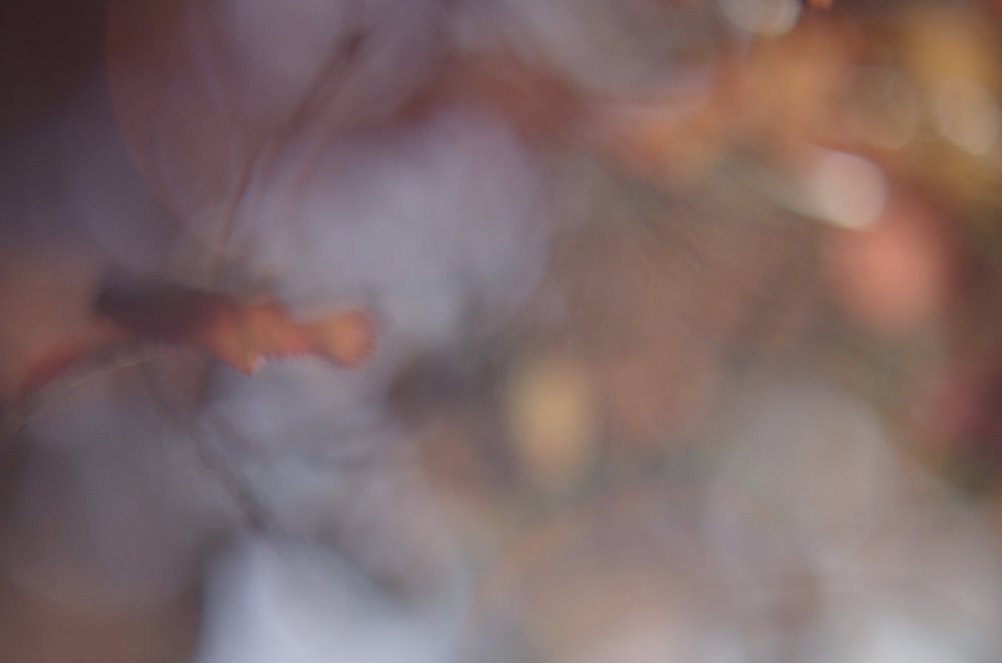 Pentax smc FA 50mm F1.4 sample photo. Igp photography