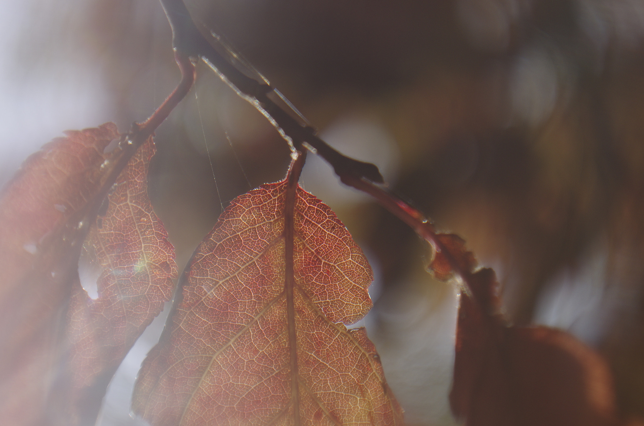 Pentax K-5 II + Pentax smc FA 50mm F1.4 sample photo. Igp photography