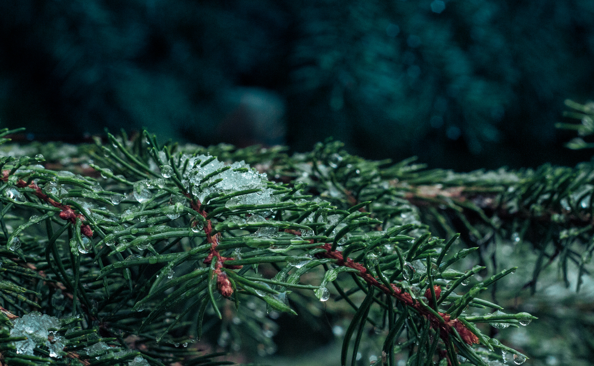 Canon EOS 700D (EOS Rebel T5i / EOS Kiss X7i) sample photo. The first snowflakes photography