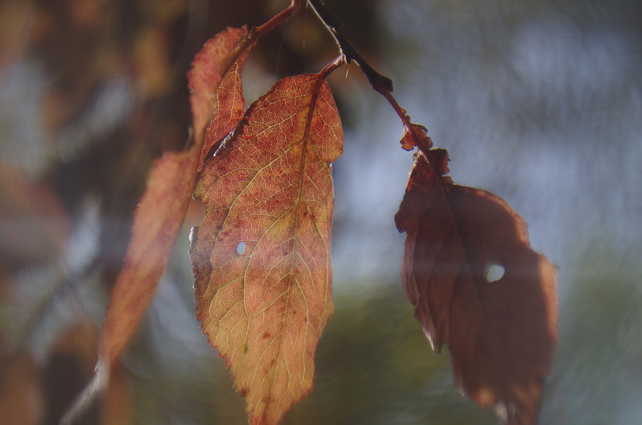 Pentax K-5 II + Pentax smc FA 50mm F1.4 sample photo. Igp photography