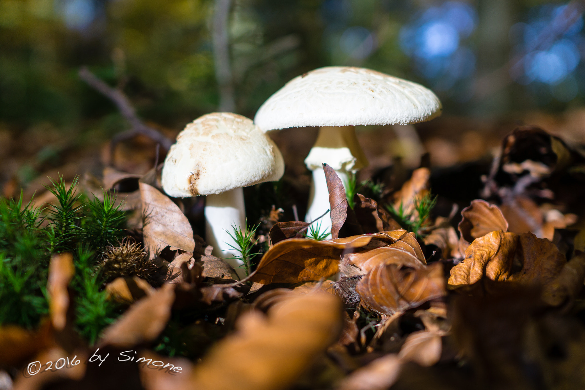 Sony Sonnar T* E 24mm F1.8 ZA sample photo. Knollenblätterpilz photography