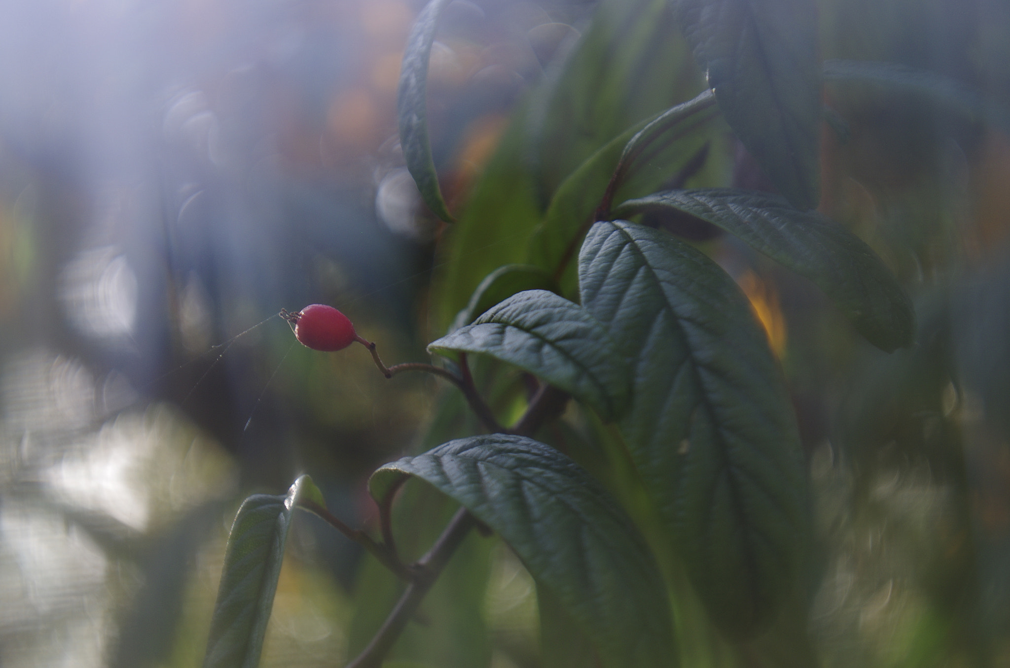 Pentax K-5 II + Pentax smc FA 50mm F1.4 sample photo. Igp photography