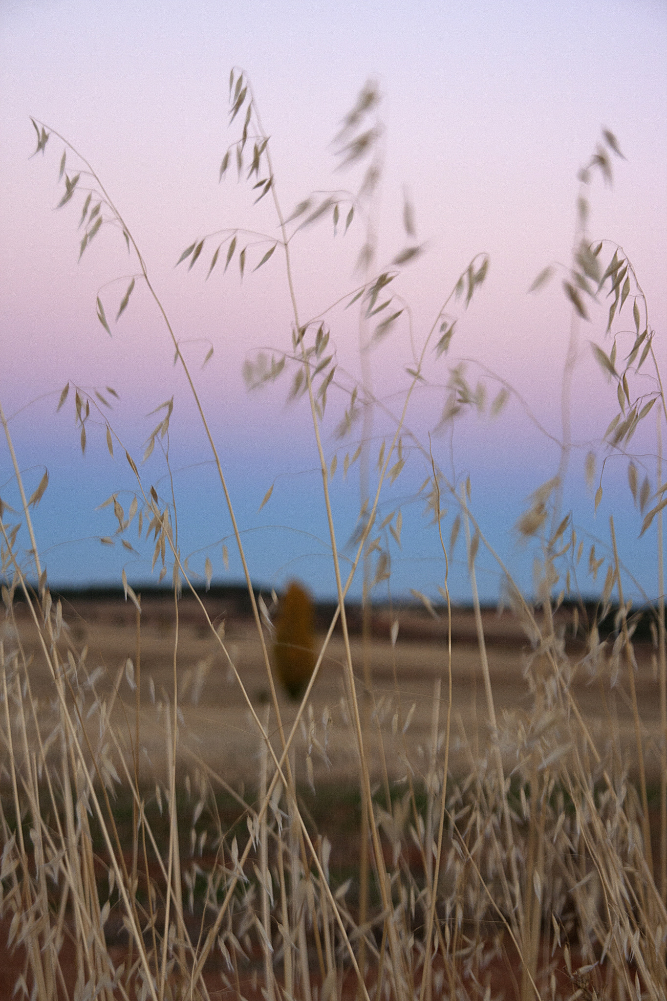 Sigma 18-200mm f/3.5-6.3 DC OS sample photo. Chispas otoñales photography
