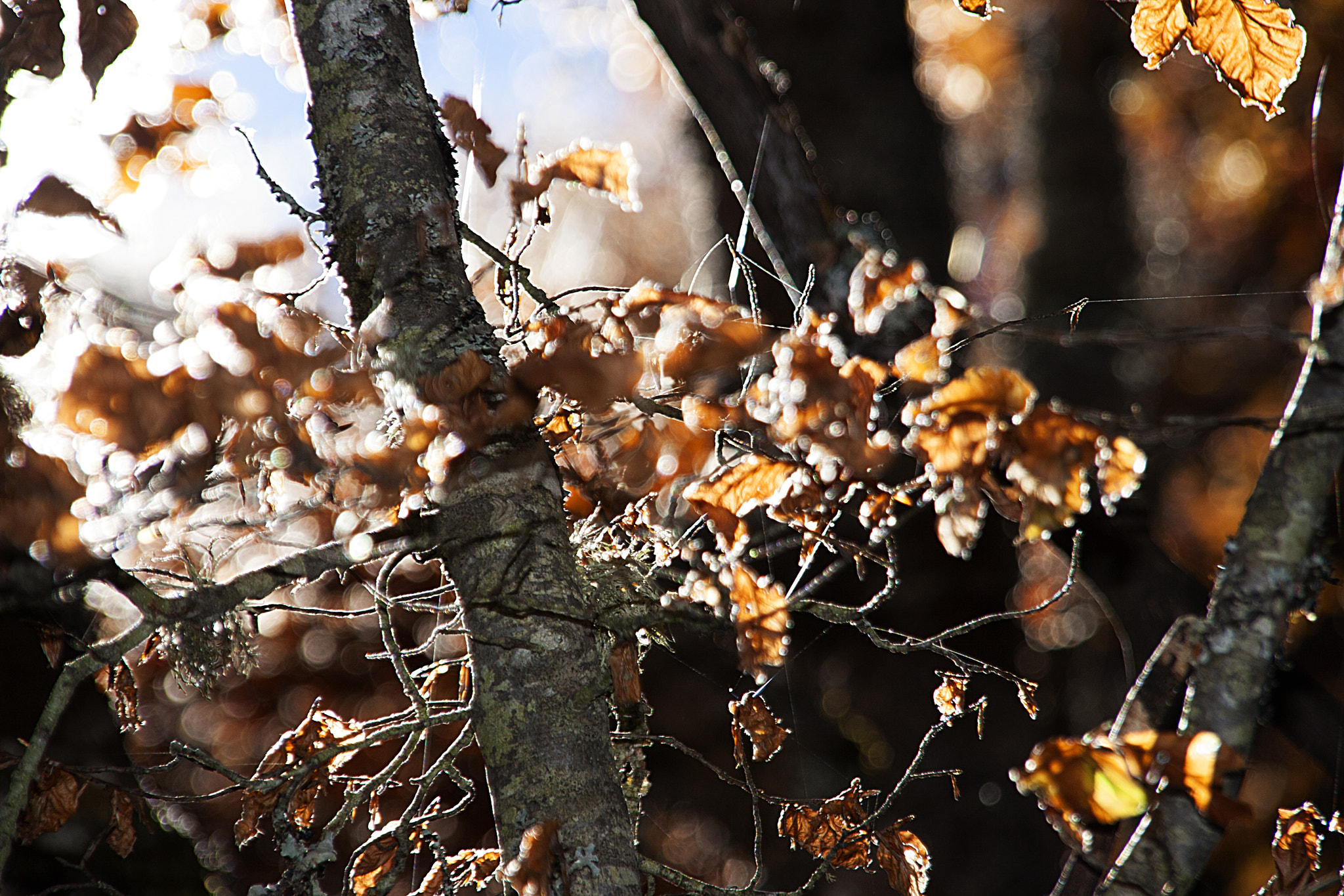 Sigma 18-200mm f/3.5-6.3 DC OS sample photo. Chispas otoñales photography