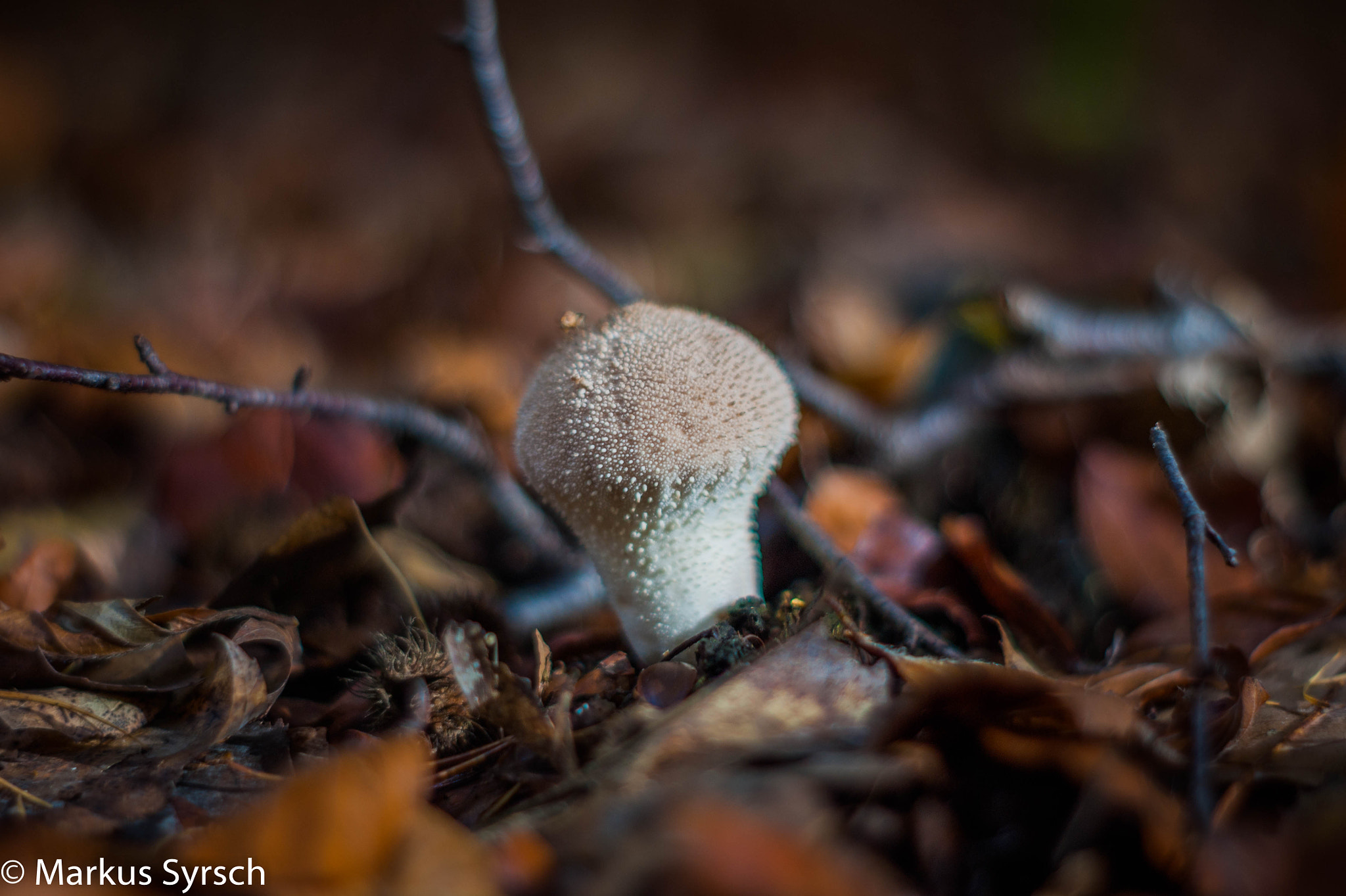 Sony Alpha DSLR-A350 sample photo. Pilz mit struktur photography