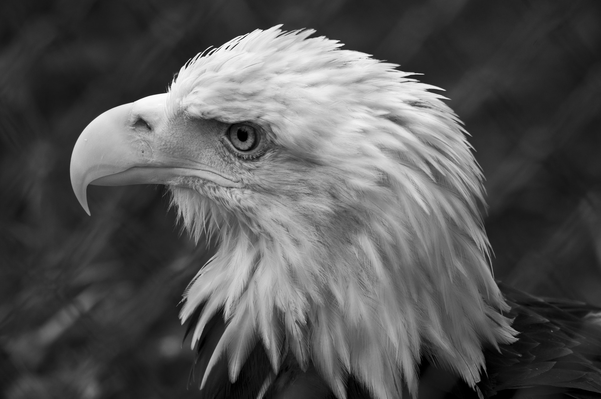 Pentax smc DA 55-300mm F4.0-5.8 ED sample photo. Proud but unfree photography