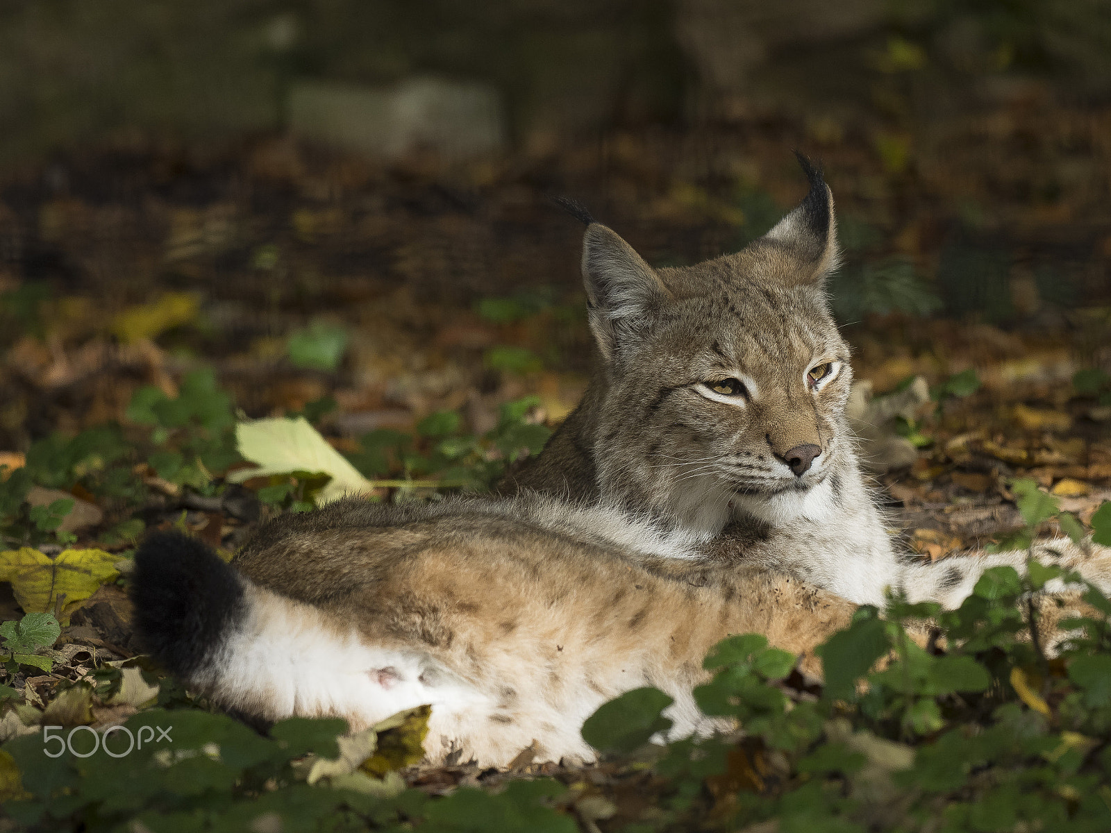 Olympus OM-D E-M1 + OLYMPUS M.300mm F4.0 sample photo. Eurasian lynx photography