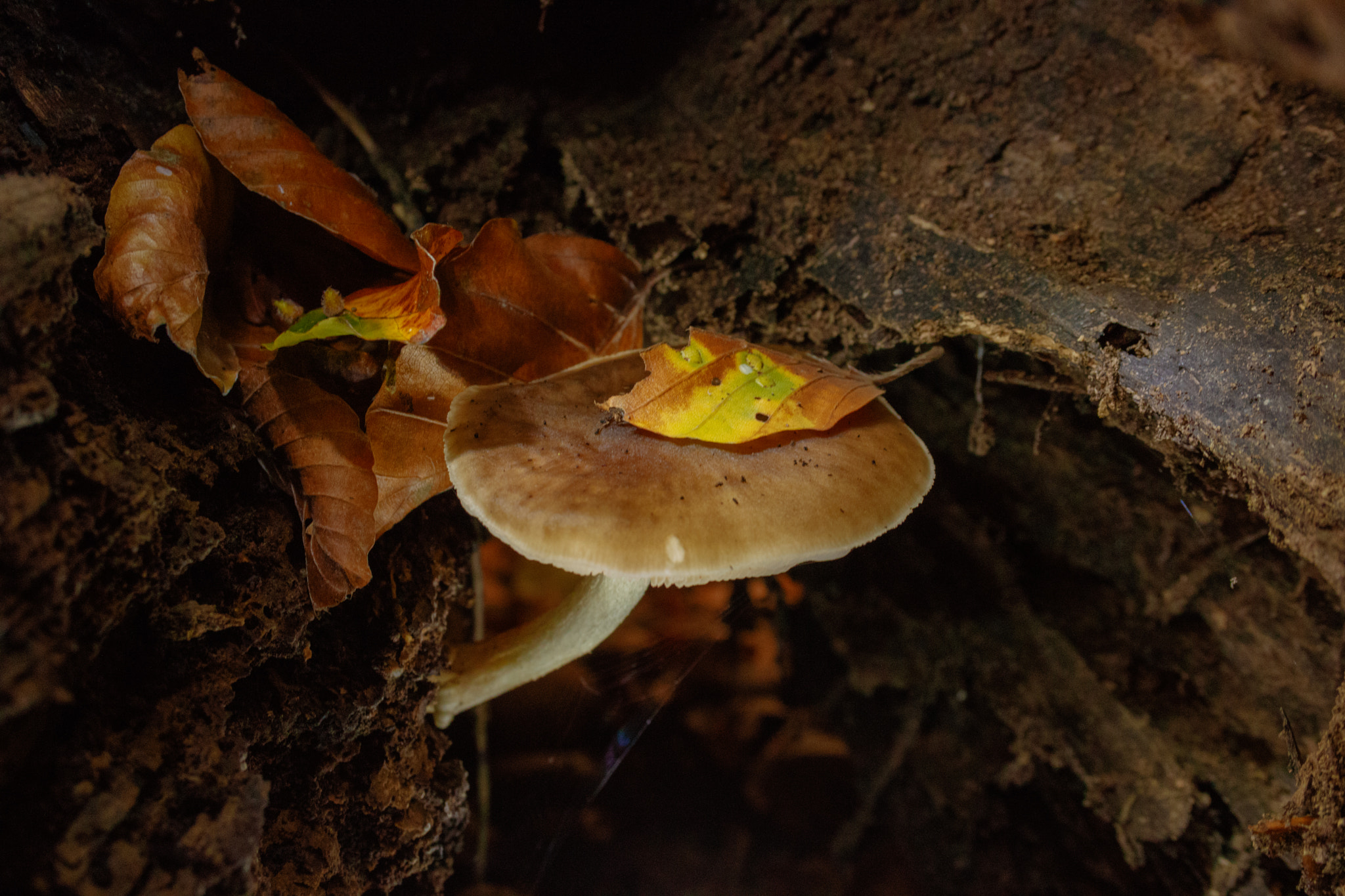 Canon EF-S 18-55mm F3.5-5.6 II sample photo. Mushroom in the undergound photography