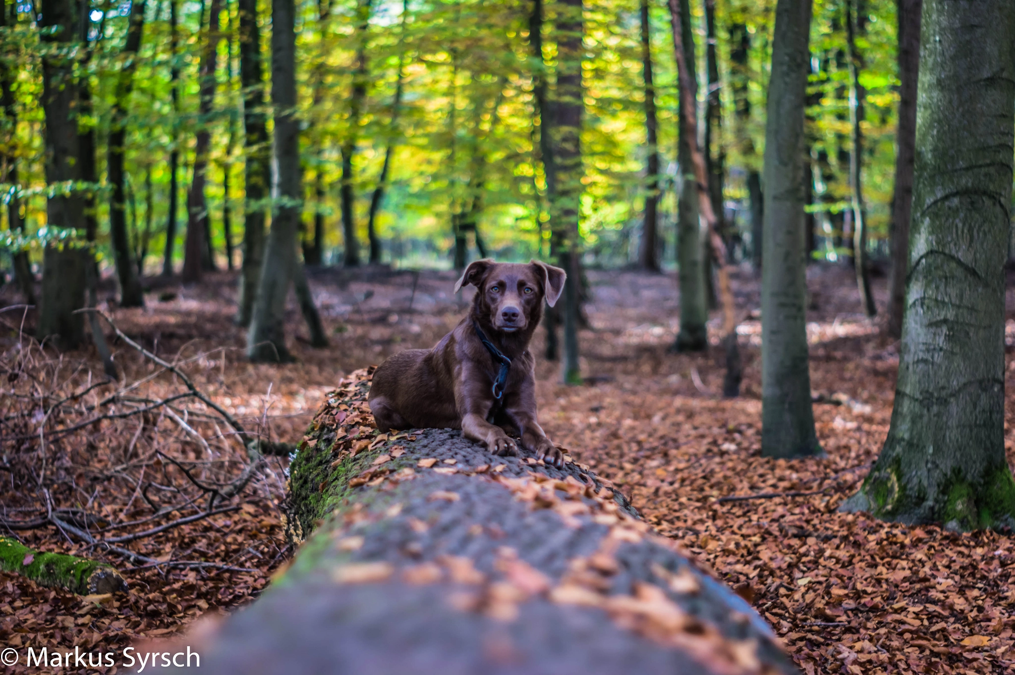 Sony Alpha DSLR-A350 sample photo. Mia auf einem baumstamm photography