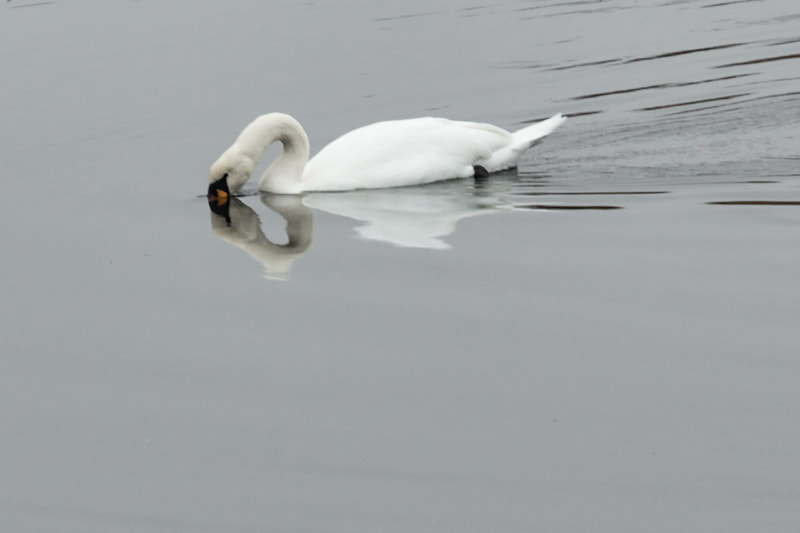 Canon EF 70-200mm F4L USM sample photo. Swan photography