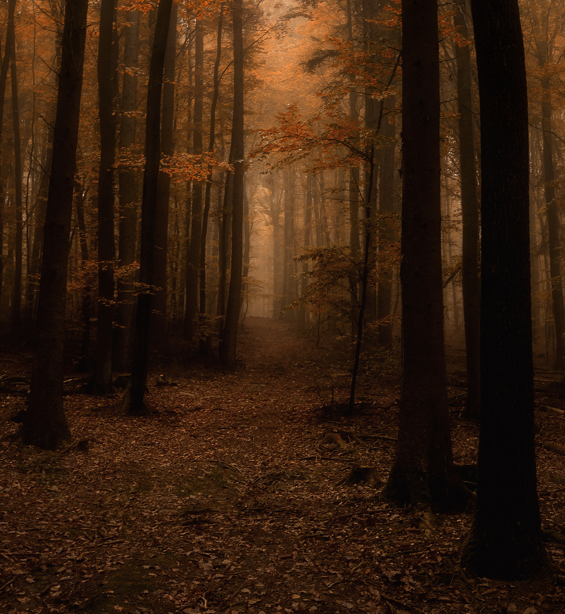 Canon EOS 700D (EOS Rebel T5i / EOS Kiss X7i) + Sigma 10-20mm F4-5.6 EX DC HSM sample photo. Herbstwald photography