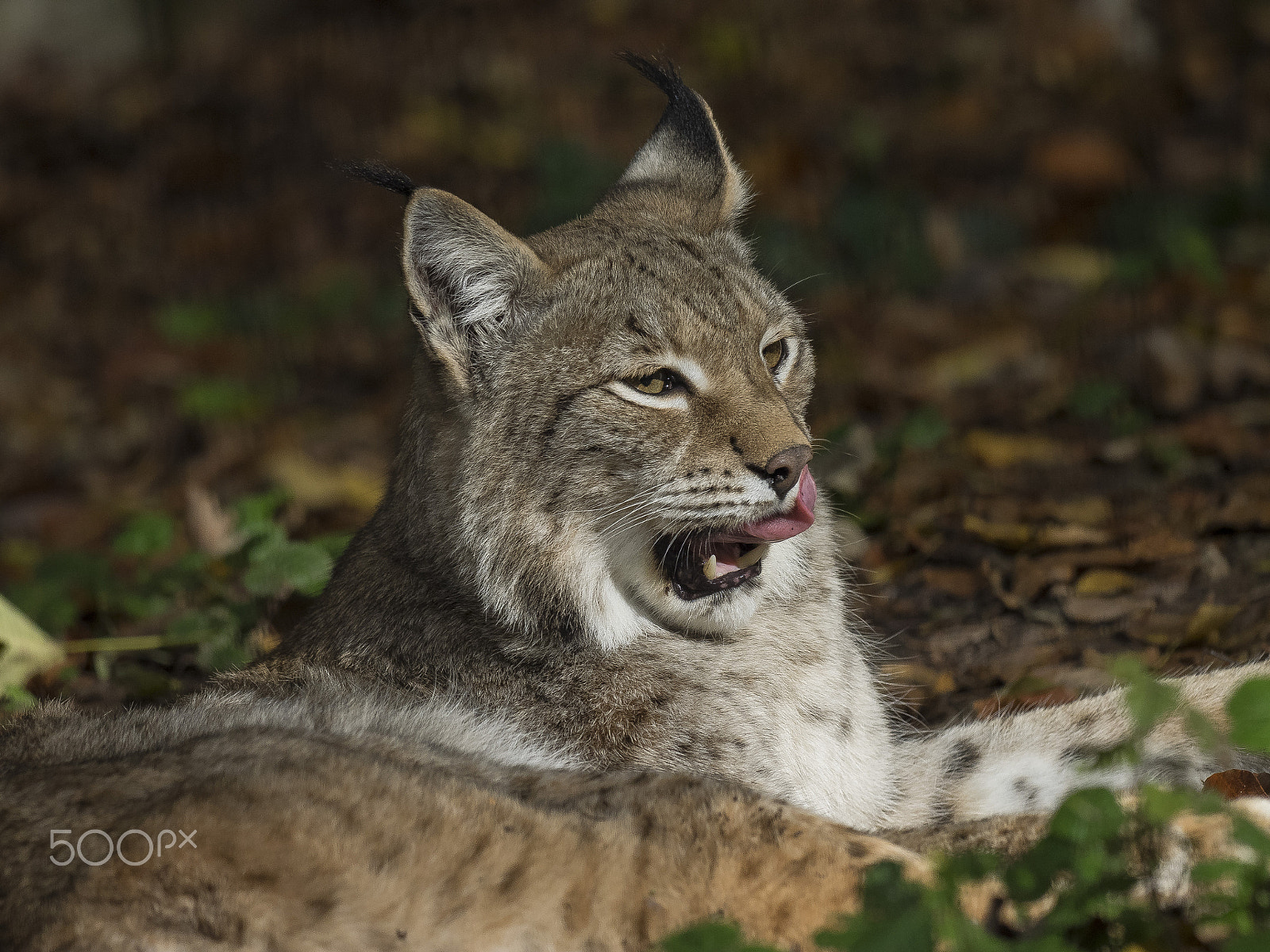 Olympus OM-D E-M1 sample photo. Eurasian lynx photography