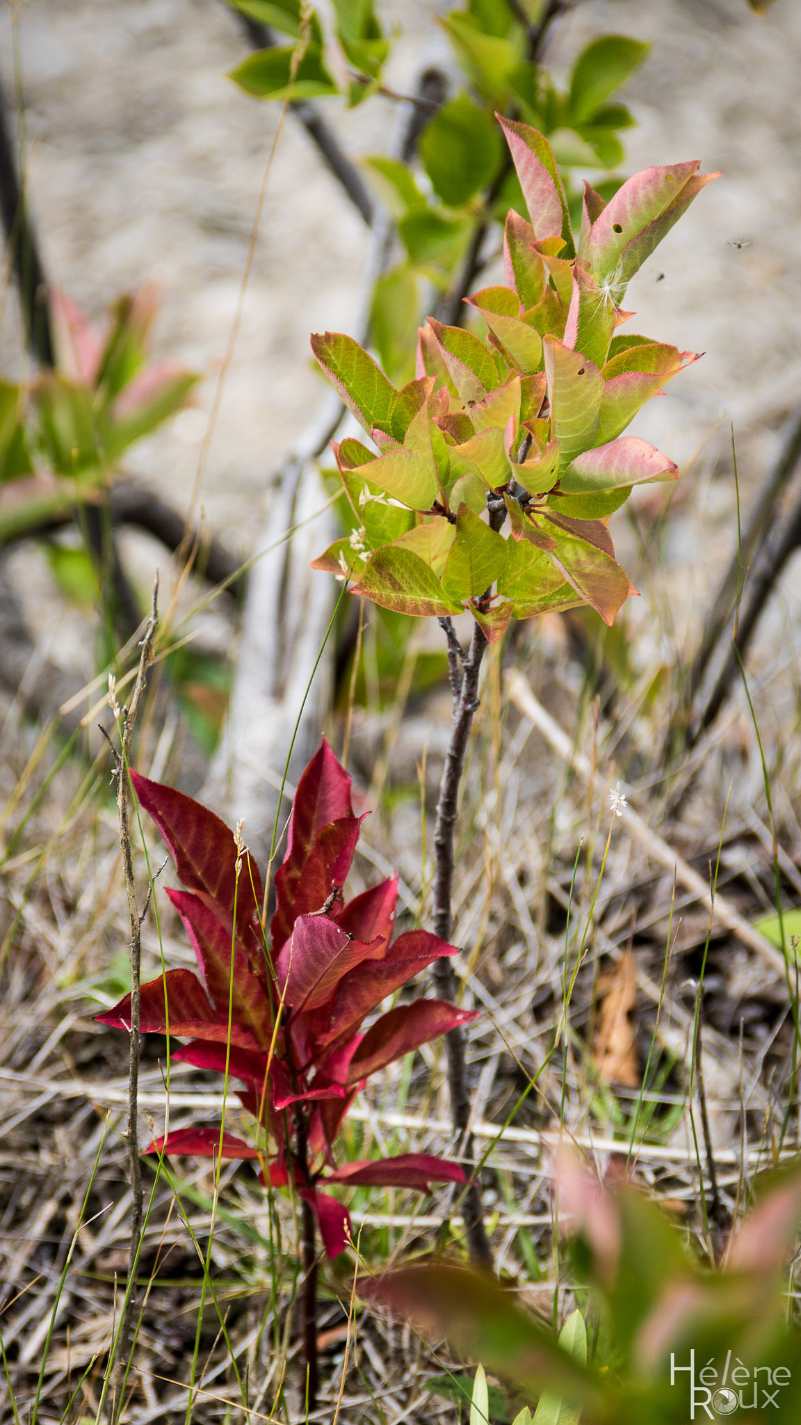 Canon EOS 760D (EOS Rebel T6s / EOS 8000D) sample photo. The fall transition photography
