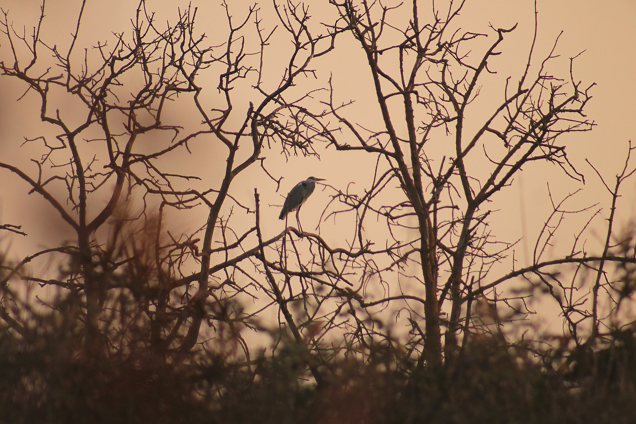 Canon EF75-300mm f/4-5.6 sample photo. Heron photography