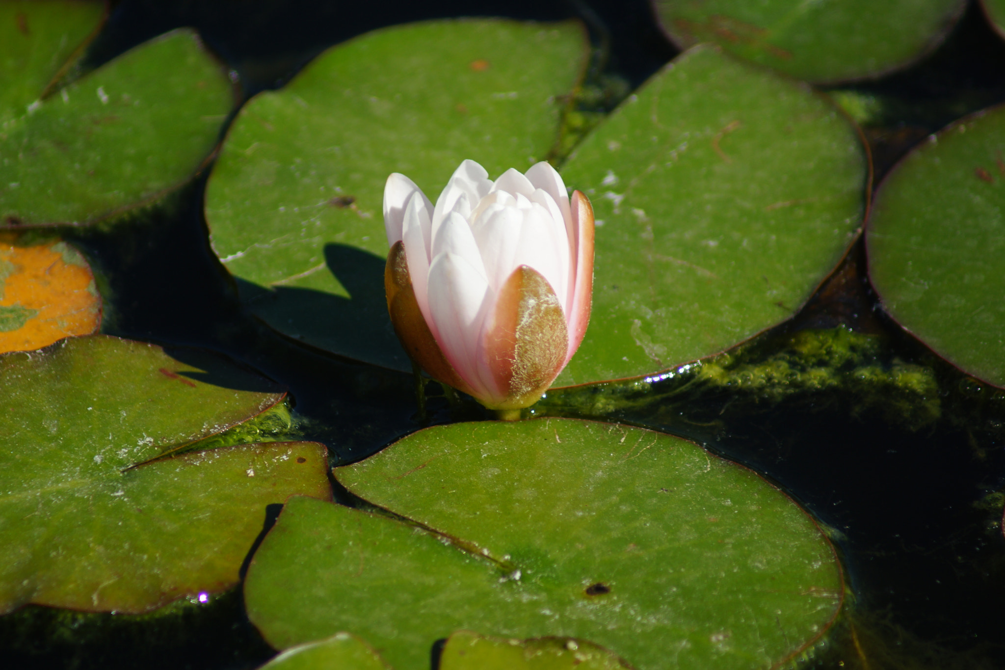 Sony 75-300mm F4.5-5.6 sample photo. Loto photography