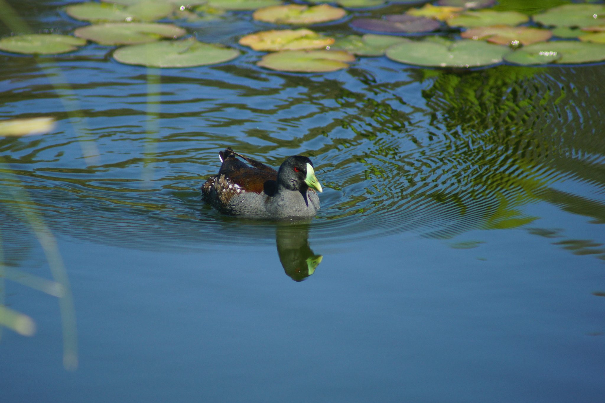 Sony 75-300mm F4.5-5.6 sample photo. Green photography