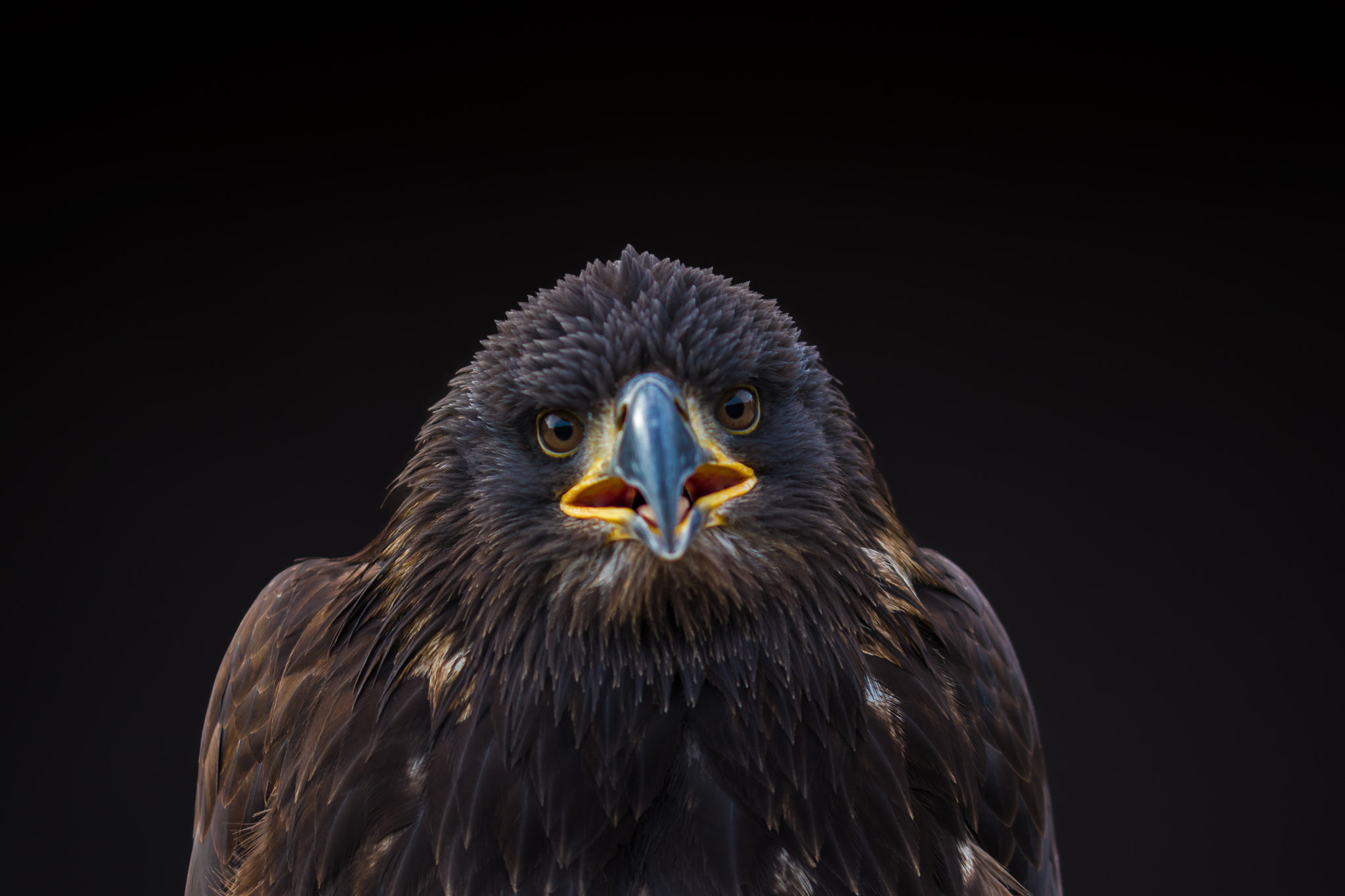 Sigma 105mm F2.8 EX DG OS HSM sample photo. Adler 2 photography