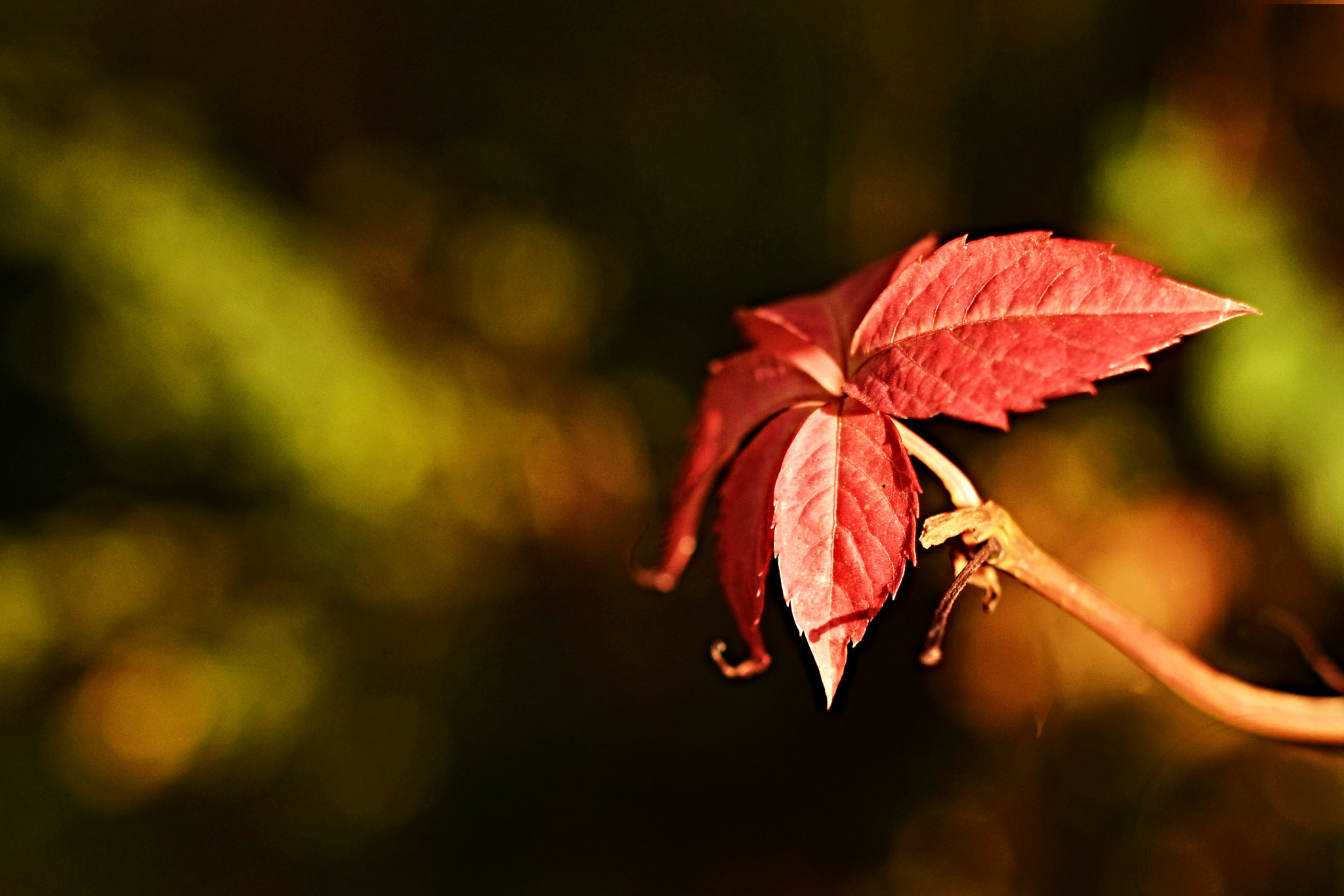 Nikon D5100 + Nikon AF-S Nikkor 28mm F1.8G sample photo. Podzimní photography