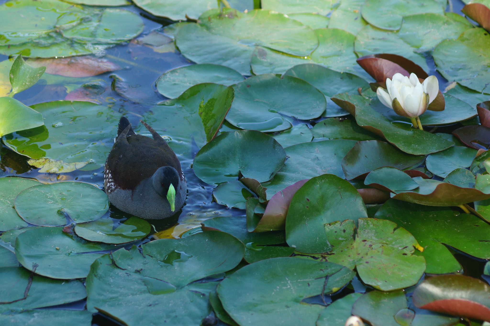 Sony 75-300mm F4.5-5.6 sample photo. Dsc photography