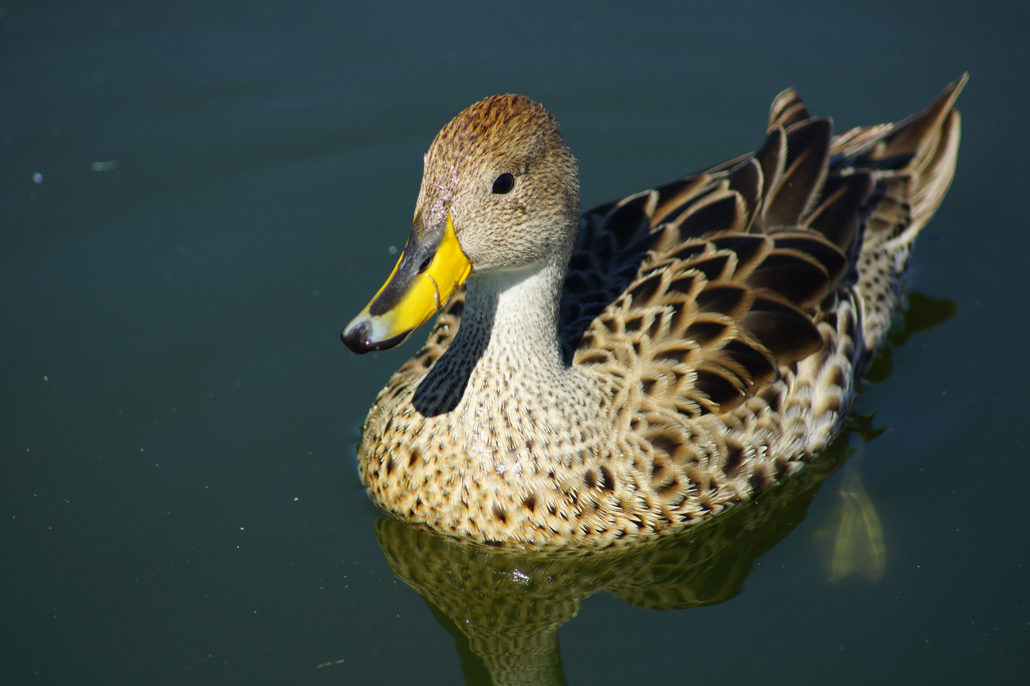 Sony 75-300mm F4.5-5.6 sample photo. Dsc photography