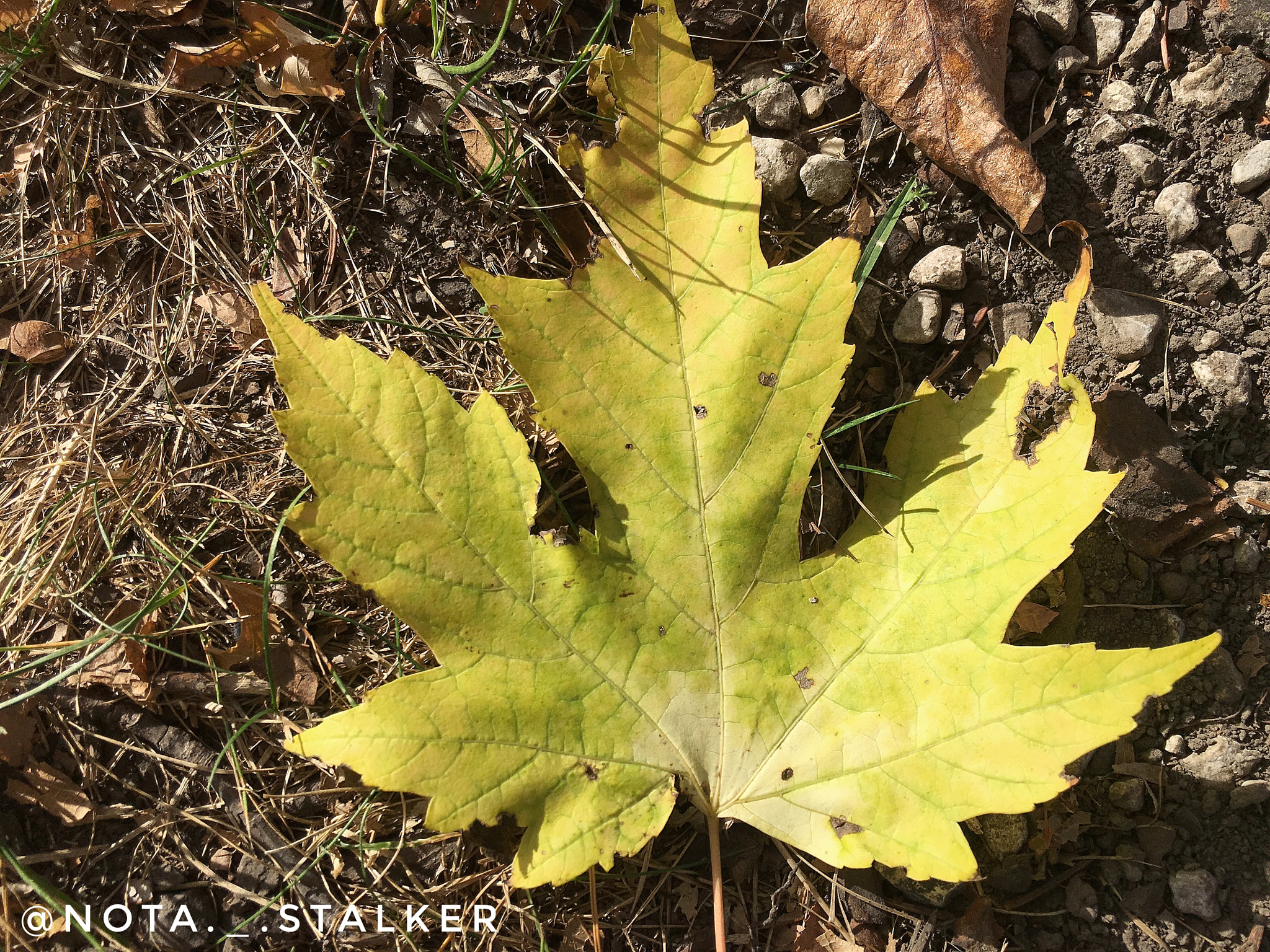 Another Leaf Picture