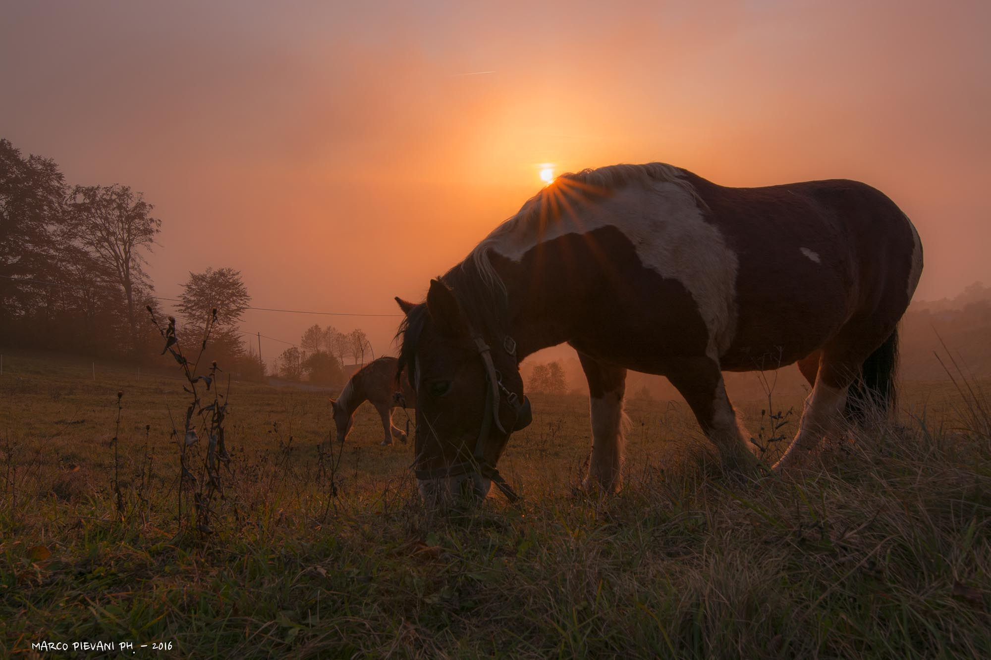 Tamron SP 15-30mm F2.8 Di VC USD sample photo. Horses at sunset photography