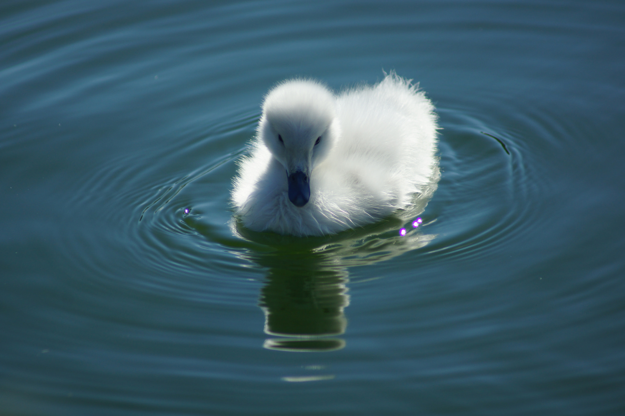 Sony 75-300mm F4.5-5.6 sample photo. Dsc photography