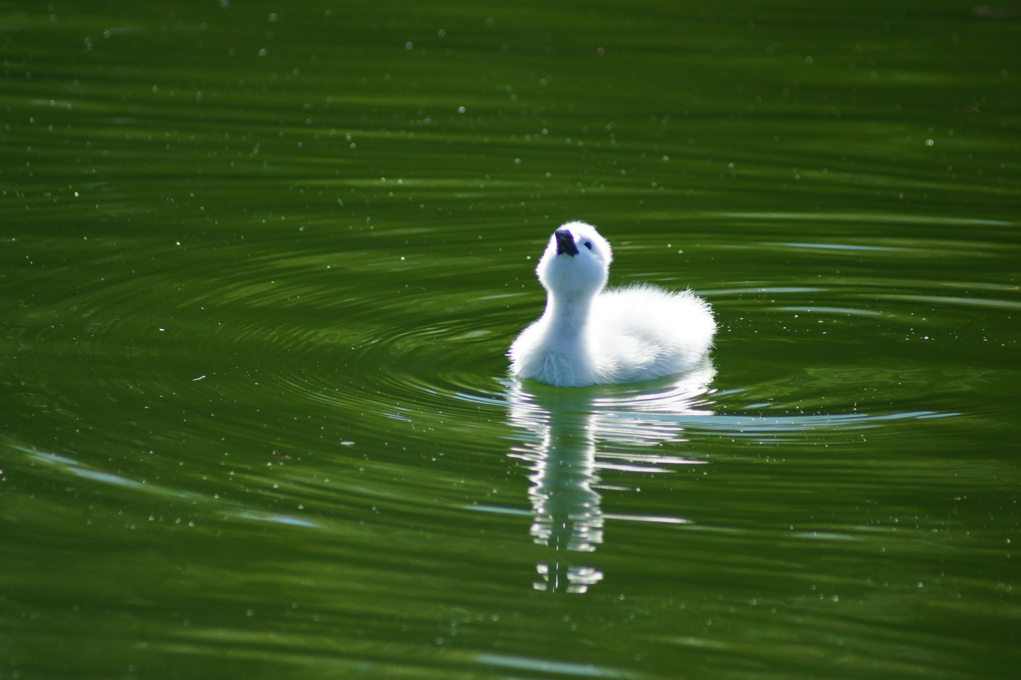 Sony 75-300mm F4.5-5.6 sample photo. Sing cotton photography